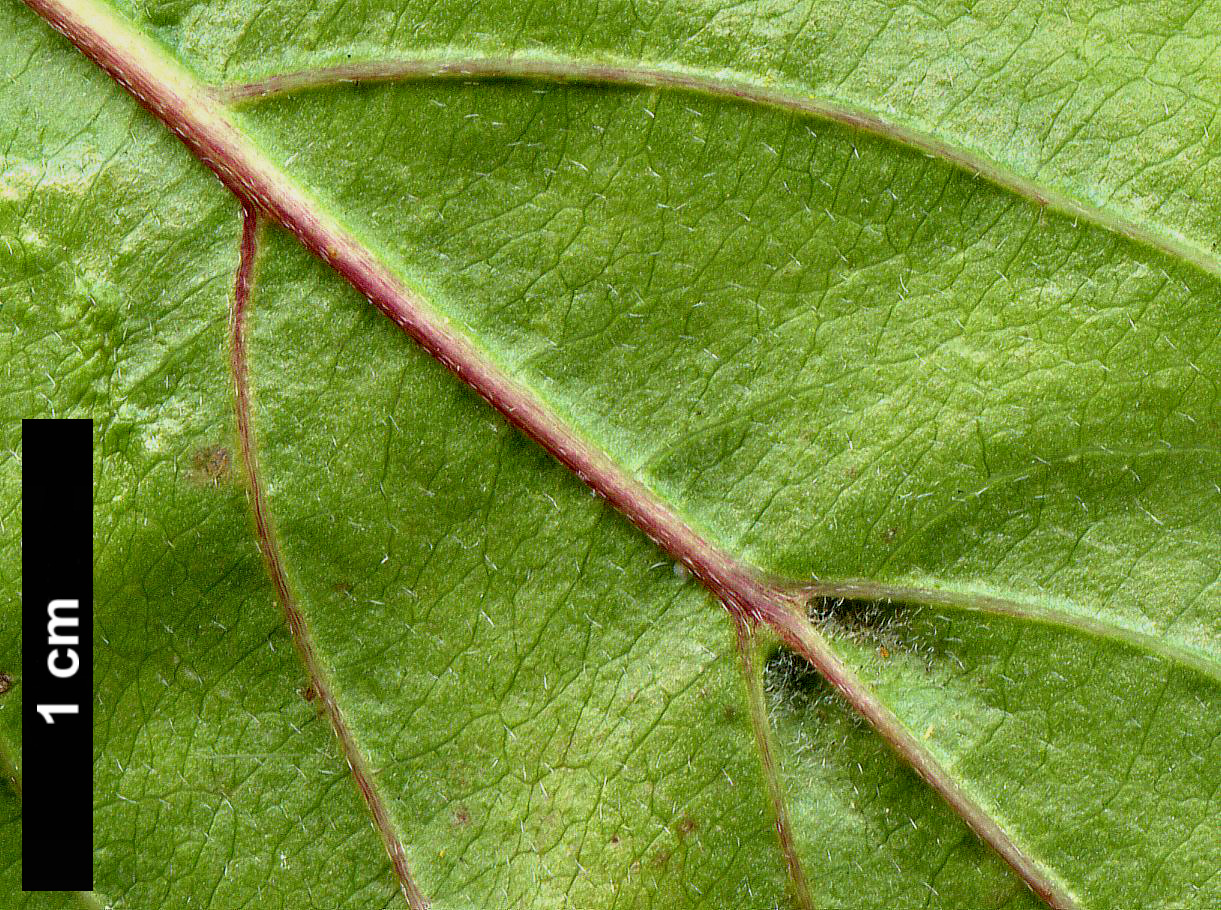 High resolution image: Family: Cornaceae - Genus: Cornus - Taxon: mas