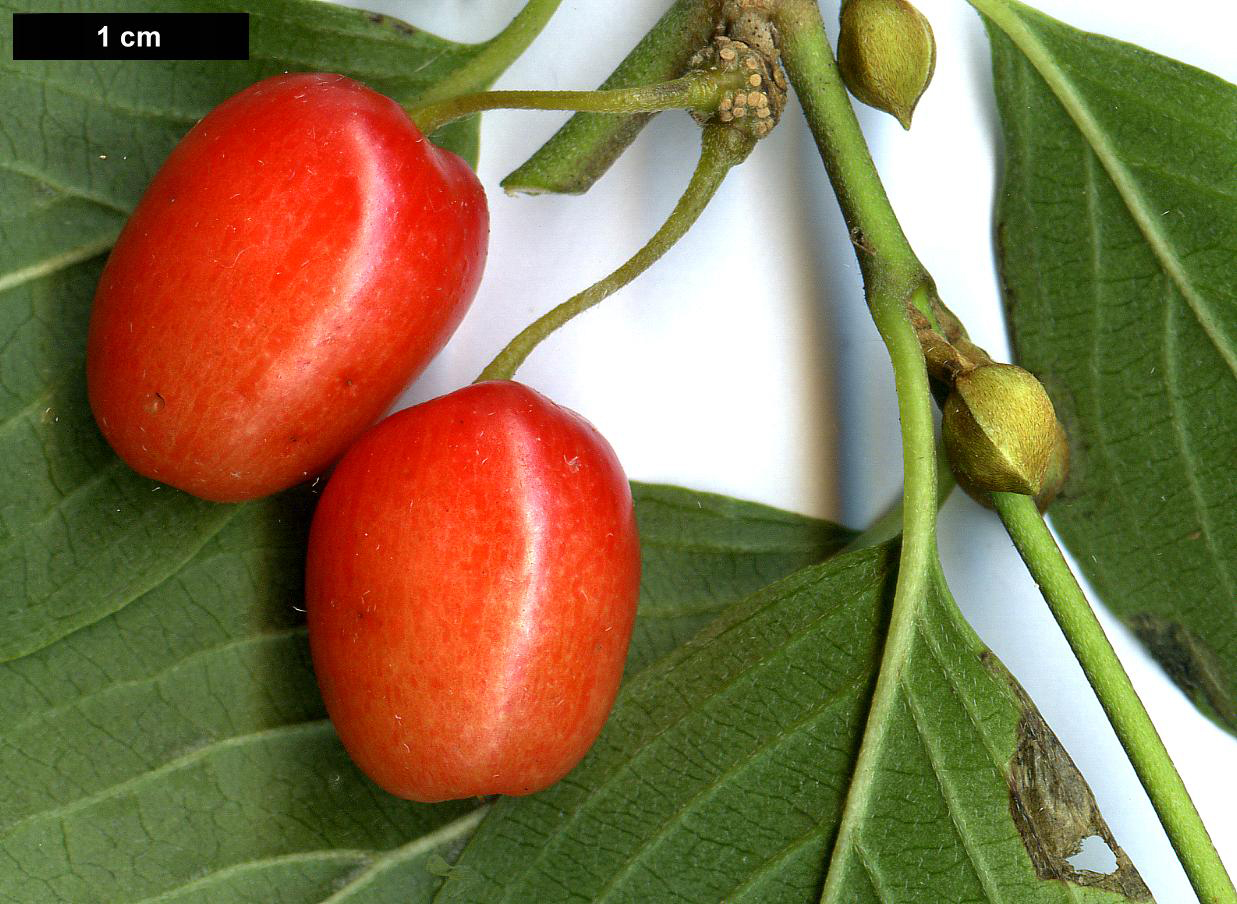 High resolution image: Family: Cornaceae - Genus: Cornus - Taxon: mas