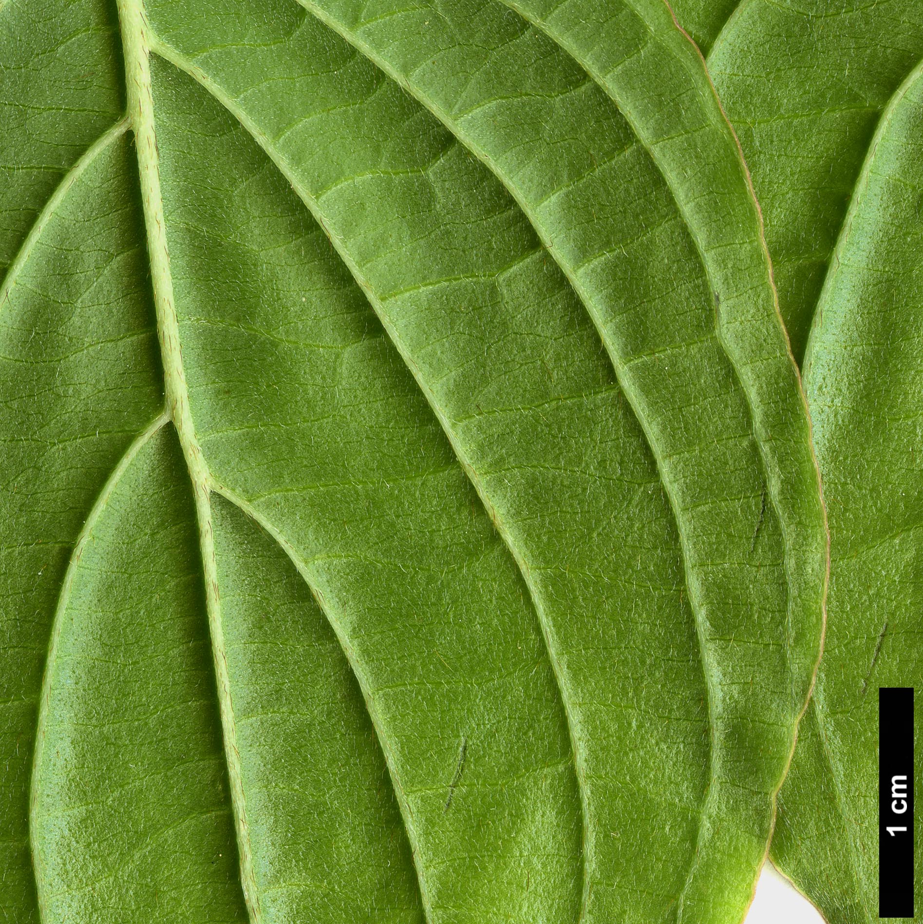 High resolution image: Family: Cornaceae - Genus: Cornus - Taxon: multinervosa