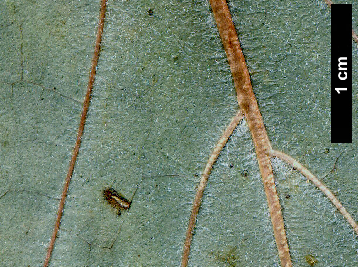 High resolution image: Family: Cornaceae - Genus: Cornus - Taxon: nuttallii