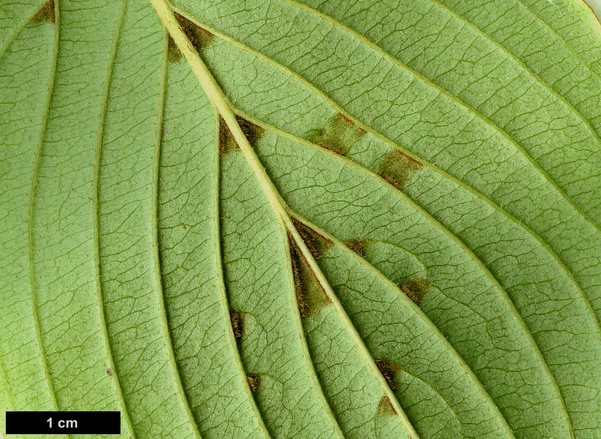 High resolution image: Family: Cornaceae - Genus: Cornus - Taxon: officinalis