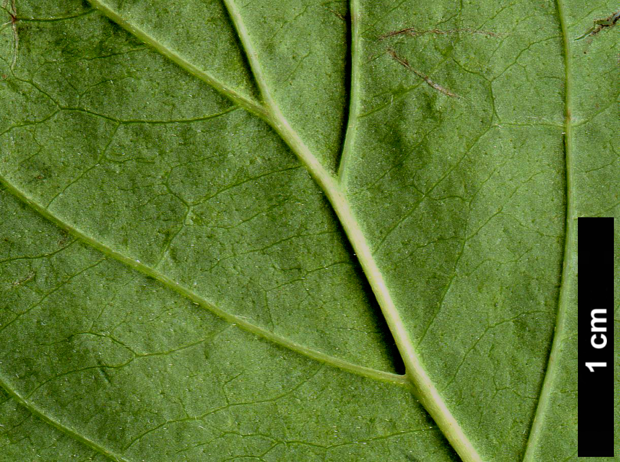 High resolution image: Family: Cornaceae - Genus: Cornus - Taxon: pumila