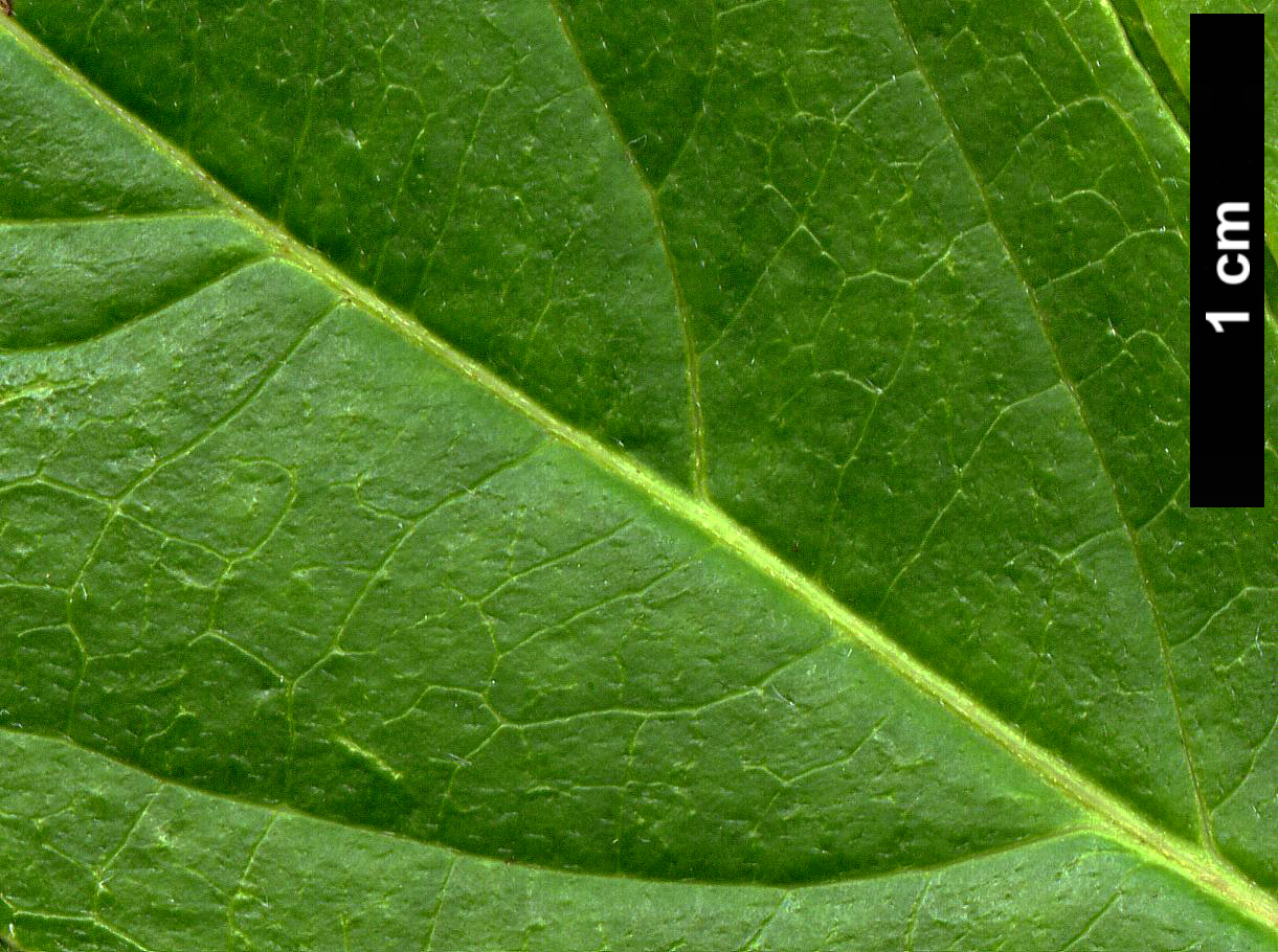 High resolution image: Family: Cornaceae - Genus: Cornus - Taxon: racemosa