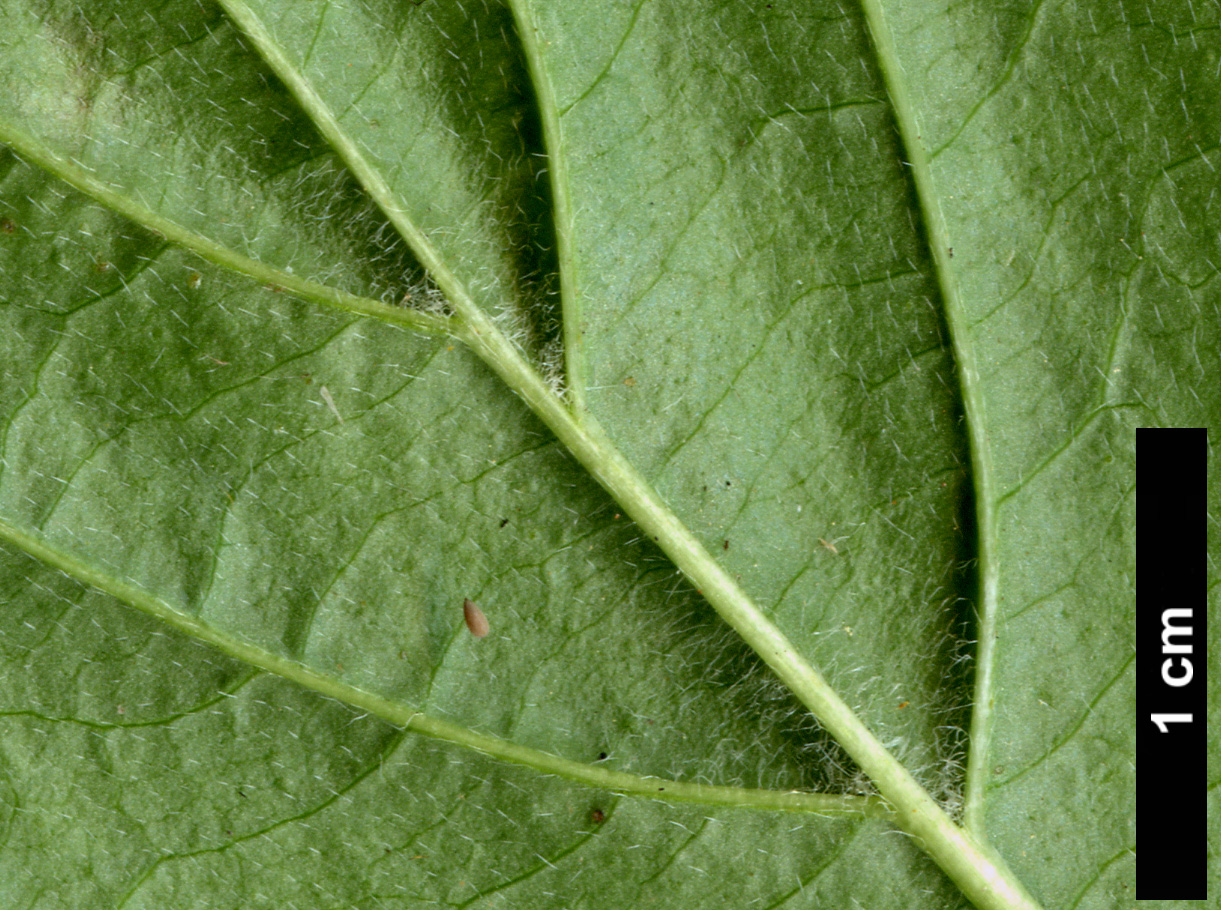 High resolution image: Family: Cornaceae - Genus: Cornus - Taxon: sessilis