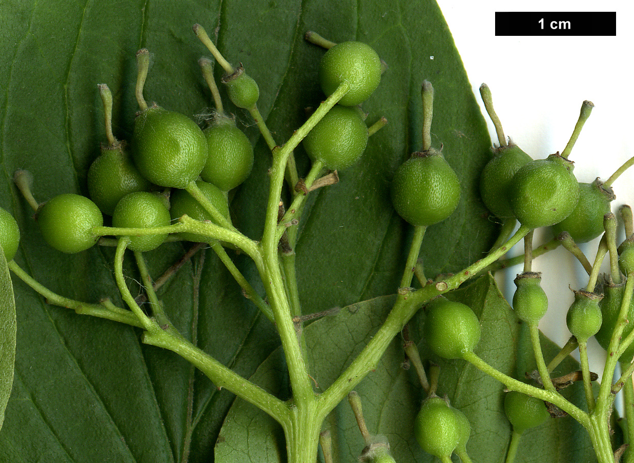 High resolution image: Family: Cornaceae - Genus: Cornus - Taxon: walteri