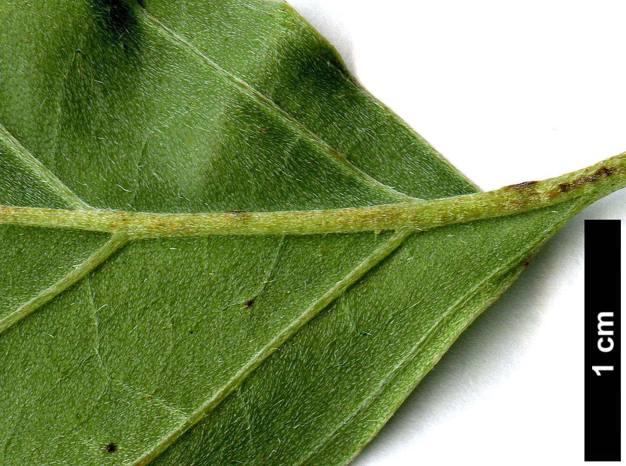 High resolution image: Family: Cornaceae - Genus: Cornus - Taxon: wilsoniana