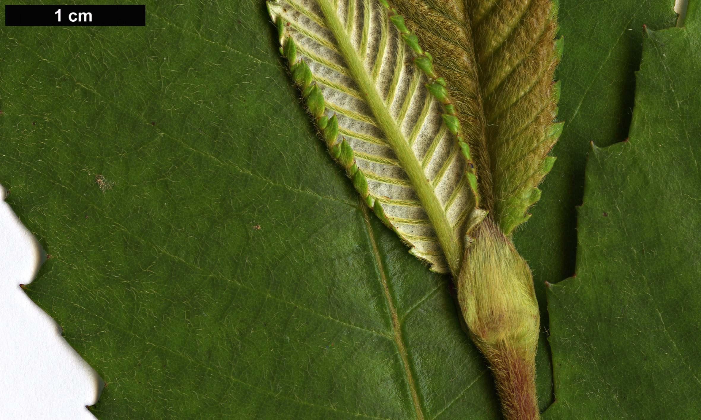 High resolution image: Family: Cunoniaceae - Genus: Callicoma - Taxon: serratifolia