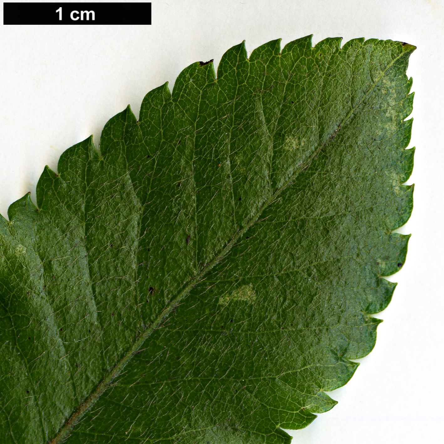 High resolution image: Family: Cunoniaceae - Genus: Eucryphia - Taxon: glutinosa