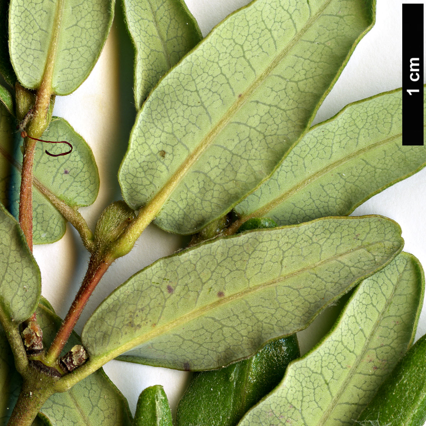 High resolution image: Family: Cunoniaceae - Genus: Eucryphia - Taxon: lucida