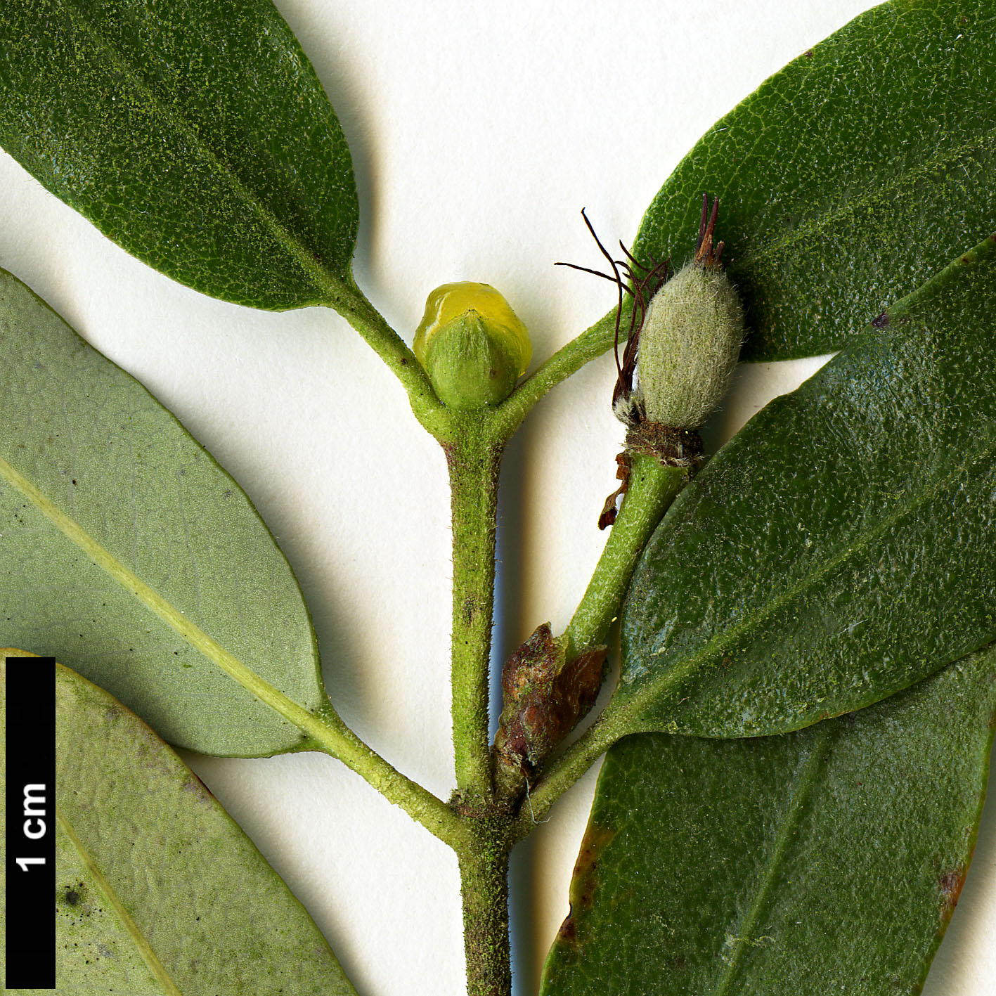 High resolution image: Family: Cunoniaceae - Genus: Eucryphia - Taxon: milliganii