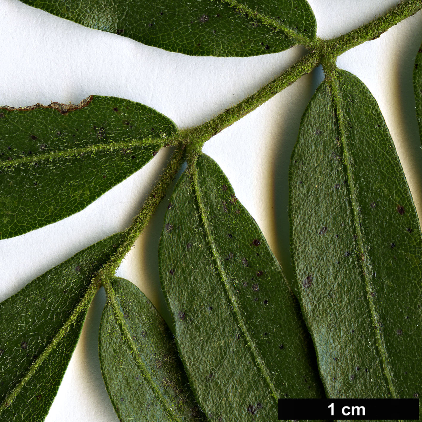 High resolution image: Family: Cunoniaceae - Genus: Eucryphia - Taxon: moorei