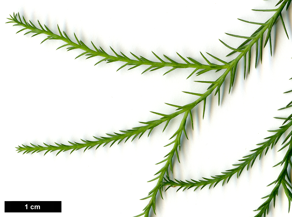 High resolution image: Family: Cupressaceae - Genus: Callitris - Taxon: columellaris