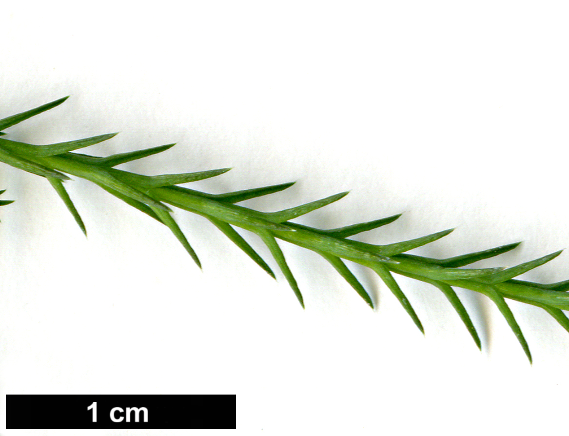 High resolution image: Family: Cupressaceae - Genus: Callitris - Taxon: columellaris