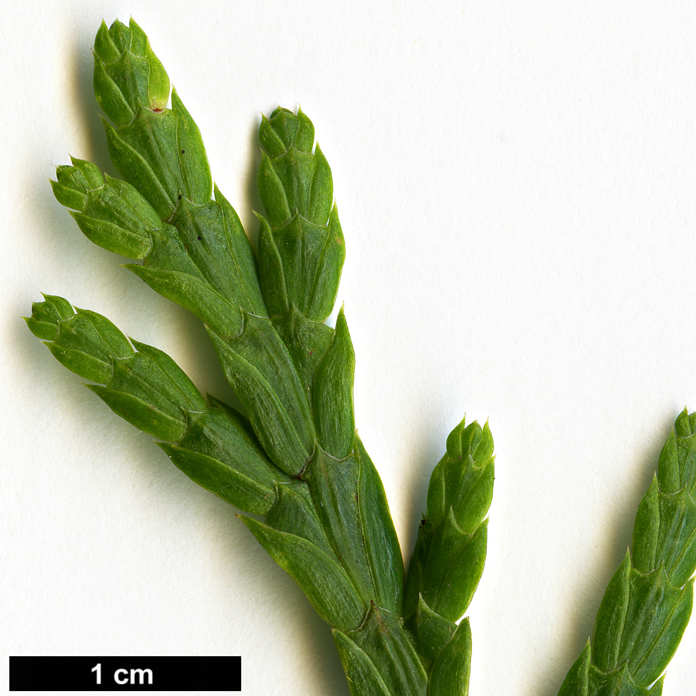 High resolution image: Family: Cupressaceae - Genus: Calocedrus - Taxon: macrolepis