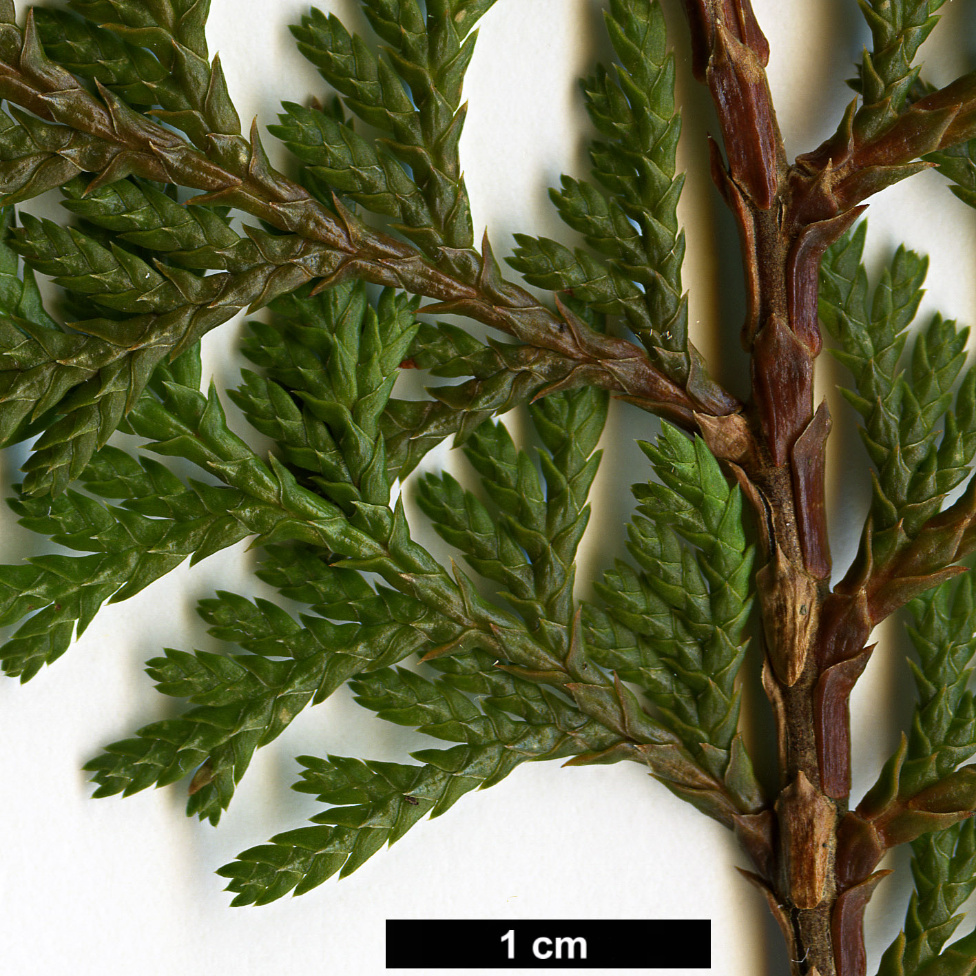 High resolution image: Family: Cupressaceae - Genus: Chamaecyparis - Taxon: formosensis