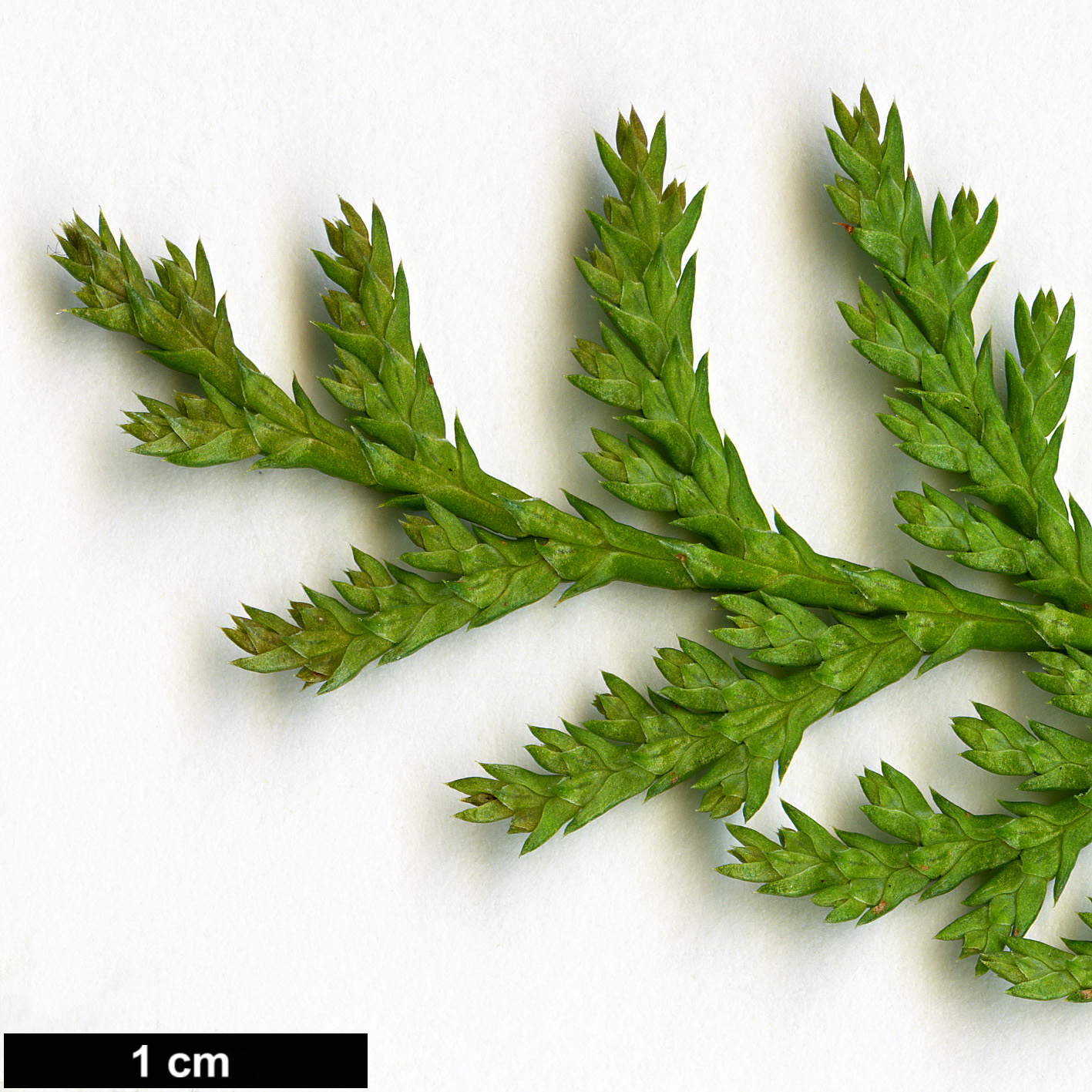 High resolution image: Family: Cupressaceae - Genus: Chamaecyparis - Taxon: formosensis