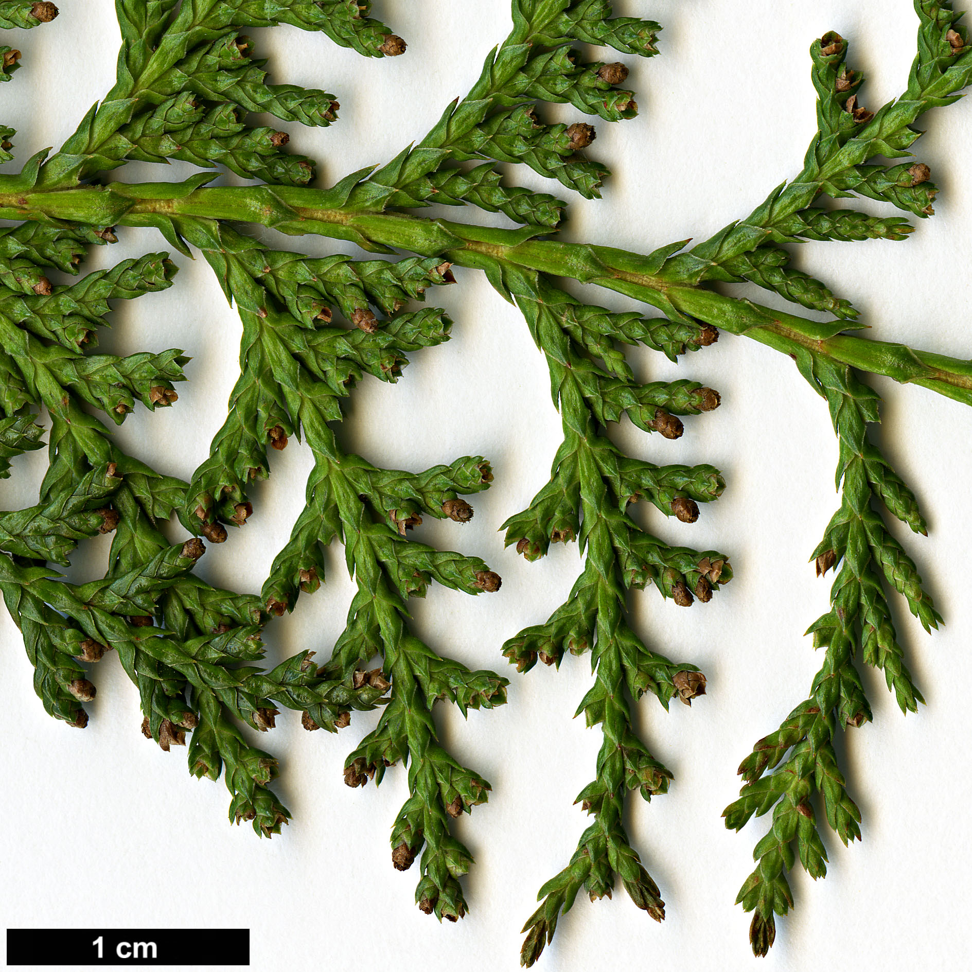 High resolution image: Family: Cupressaceae - Genus: Chamaecyparis - Taxon: formosensis