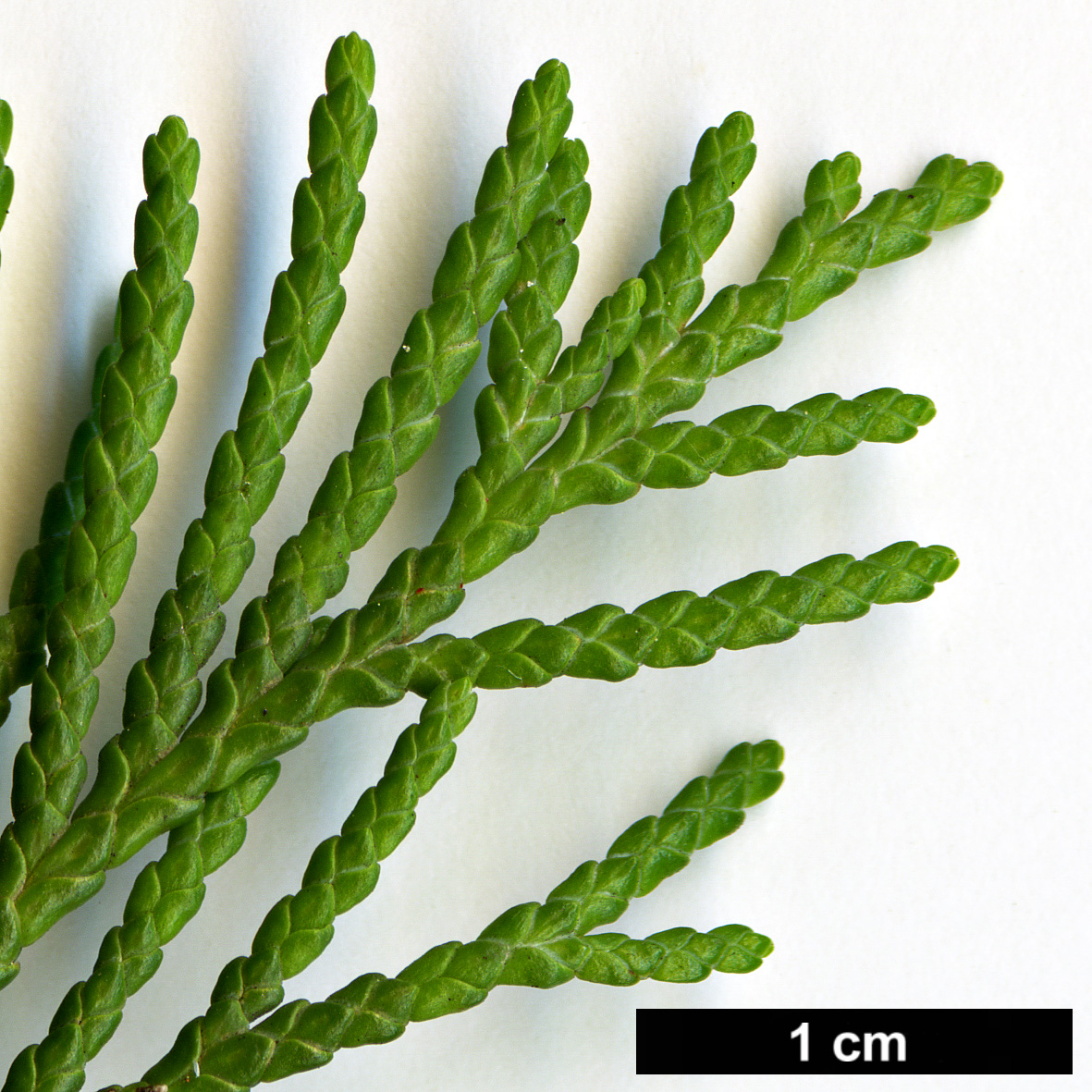 High resolution image: Family: Cupressaceae - Genus: Chamaecyparis - Taxon: lawsoniana