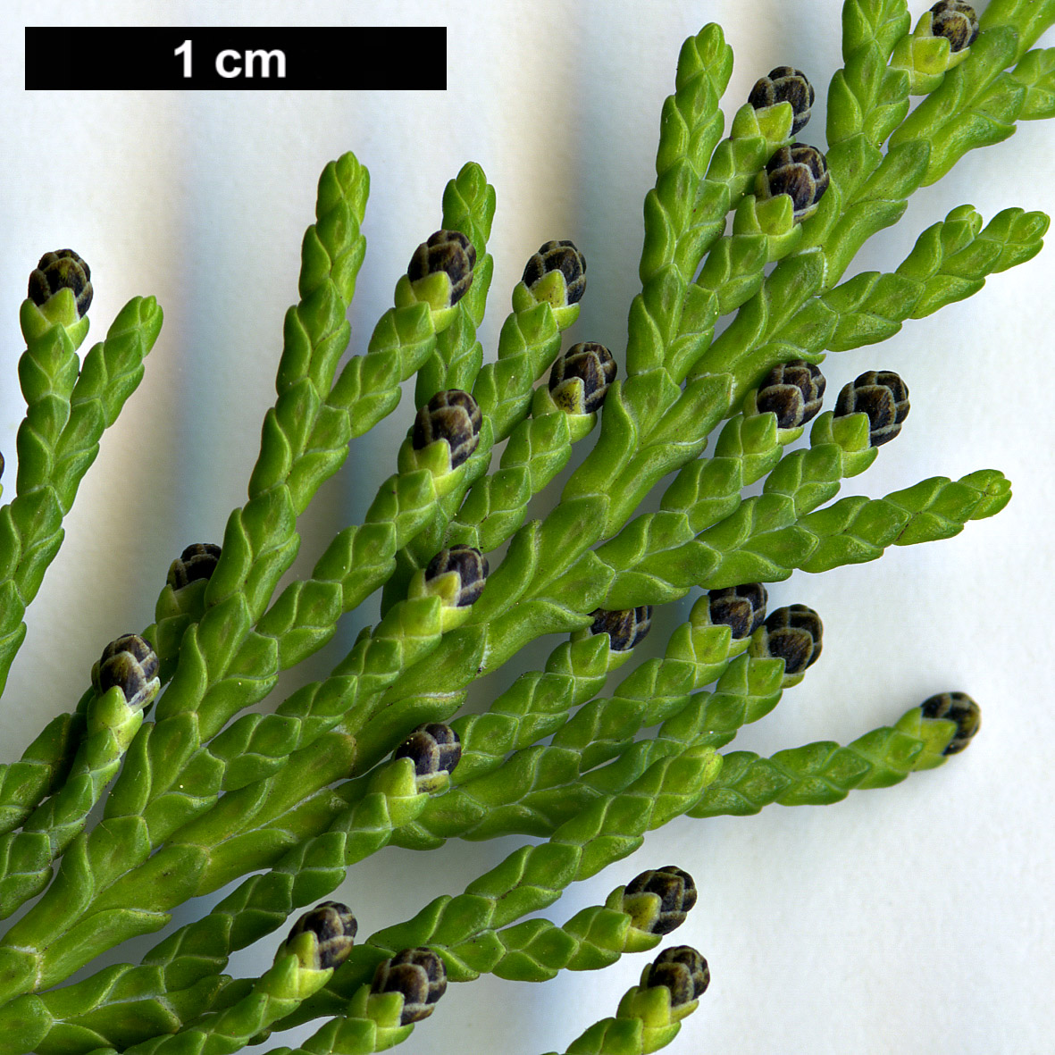 High resolution image: Family: Cupressaceae - Genus: Chamaecyparis - Taxon: lawsoniana