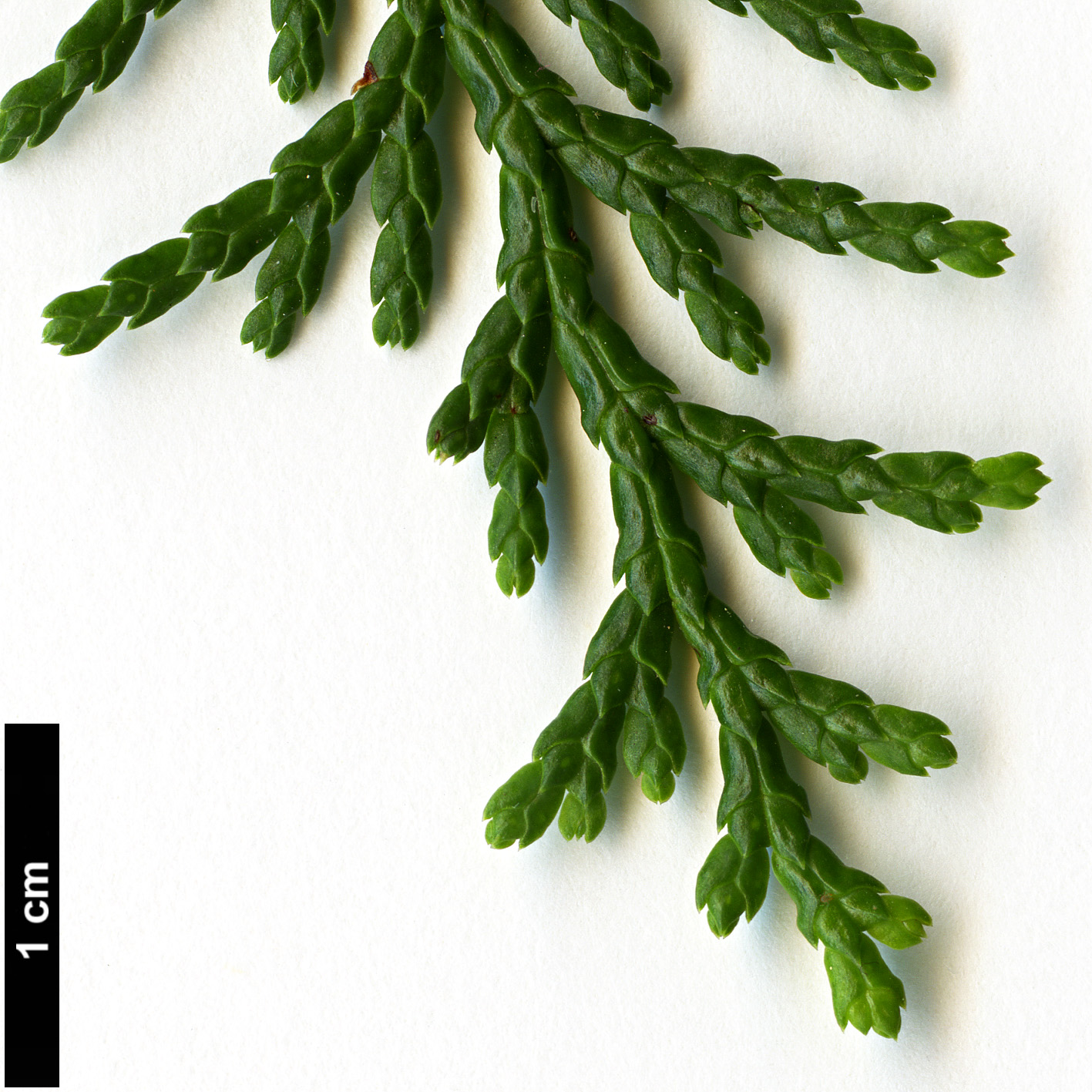 High resolution image: Family: Cupressaceae - Genus: Chamaecyparis - Taxon: obtusa