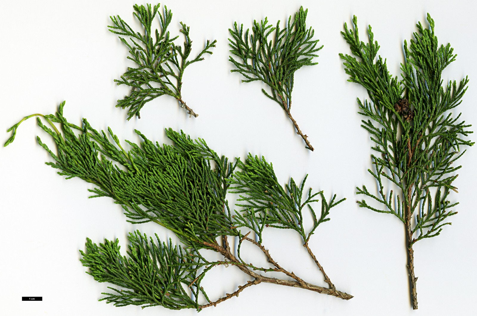 High resolution image: Family: Cupressaceae - Genus: Chamaecyparis - Taxon: thyoides