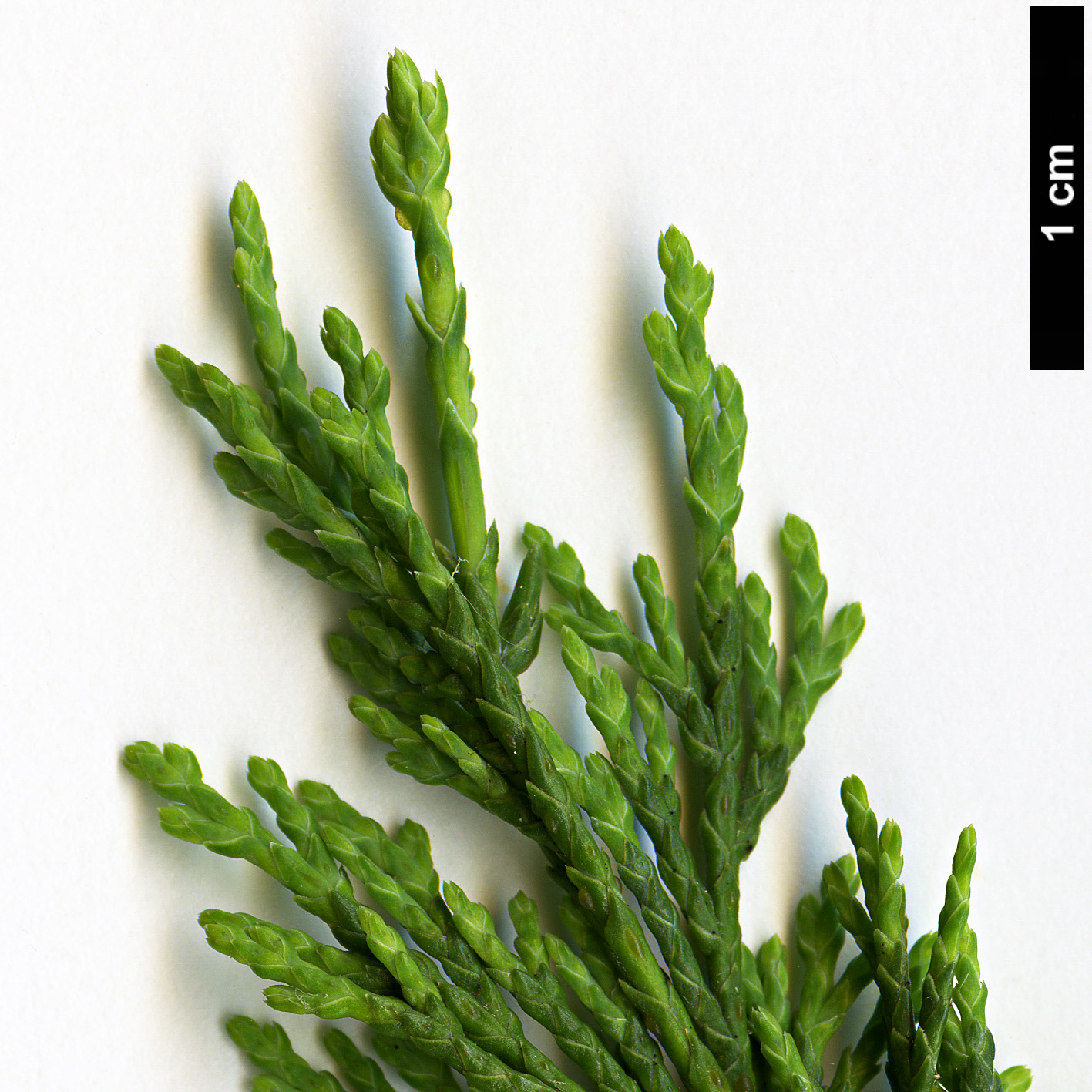 High resolution image: Family: Cupressaceae - Genus: Chamaecyparis - Taxon: thyoides