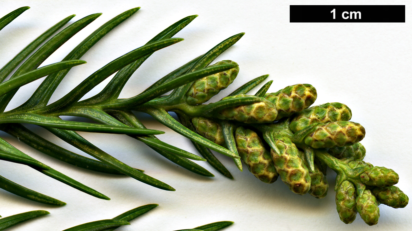 High resolution image: Family: Cupressaceae - Genus: Cryptomeria - Taxon: japonica