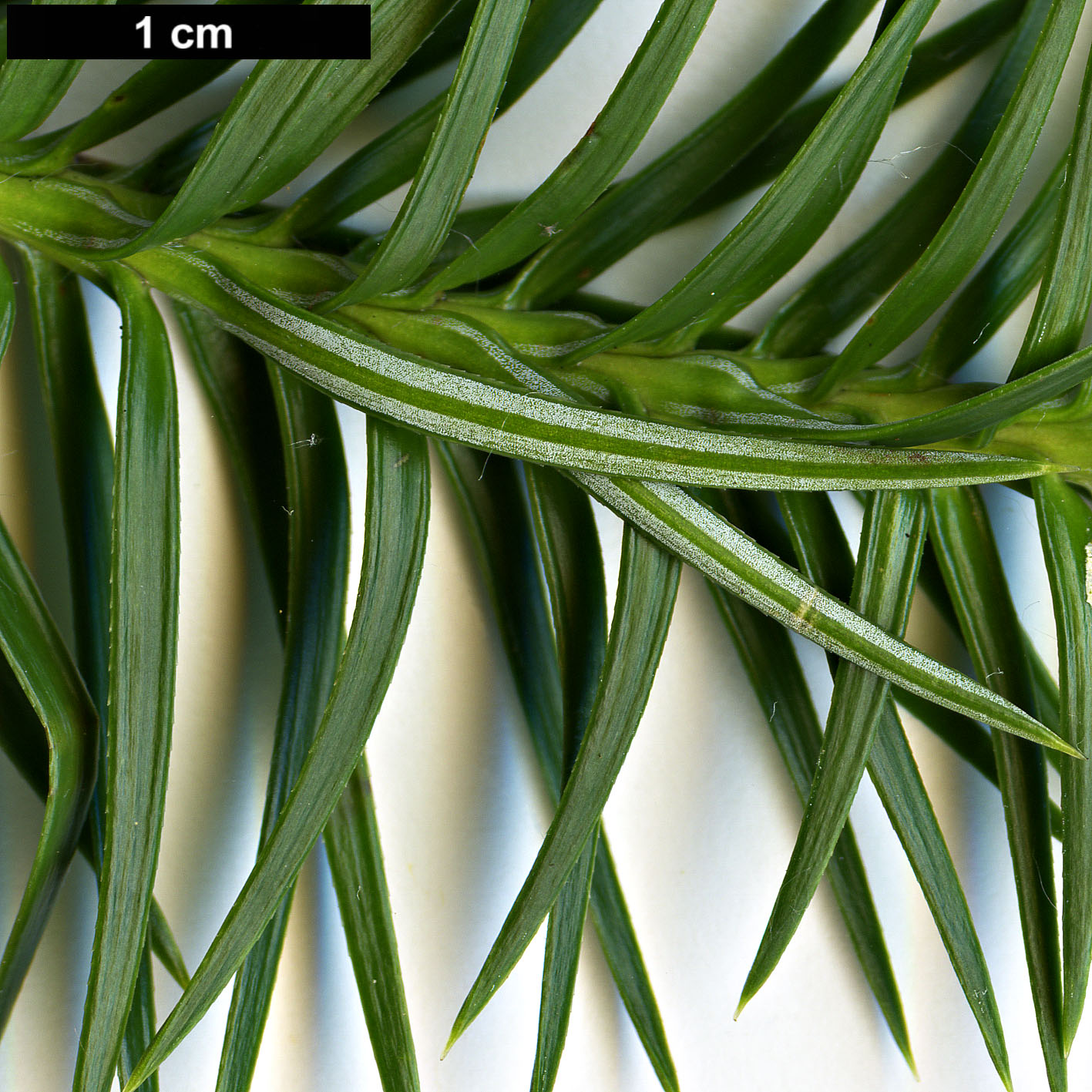 High resolution image: Family: Cupressaceae - Genus: Cunninghamia - Taxon: konishii