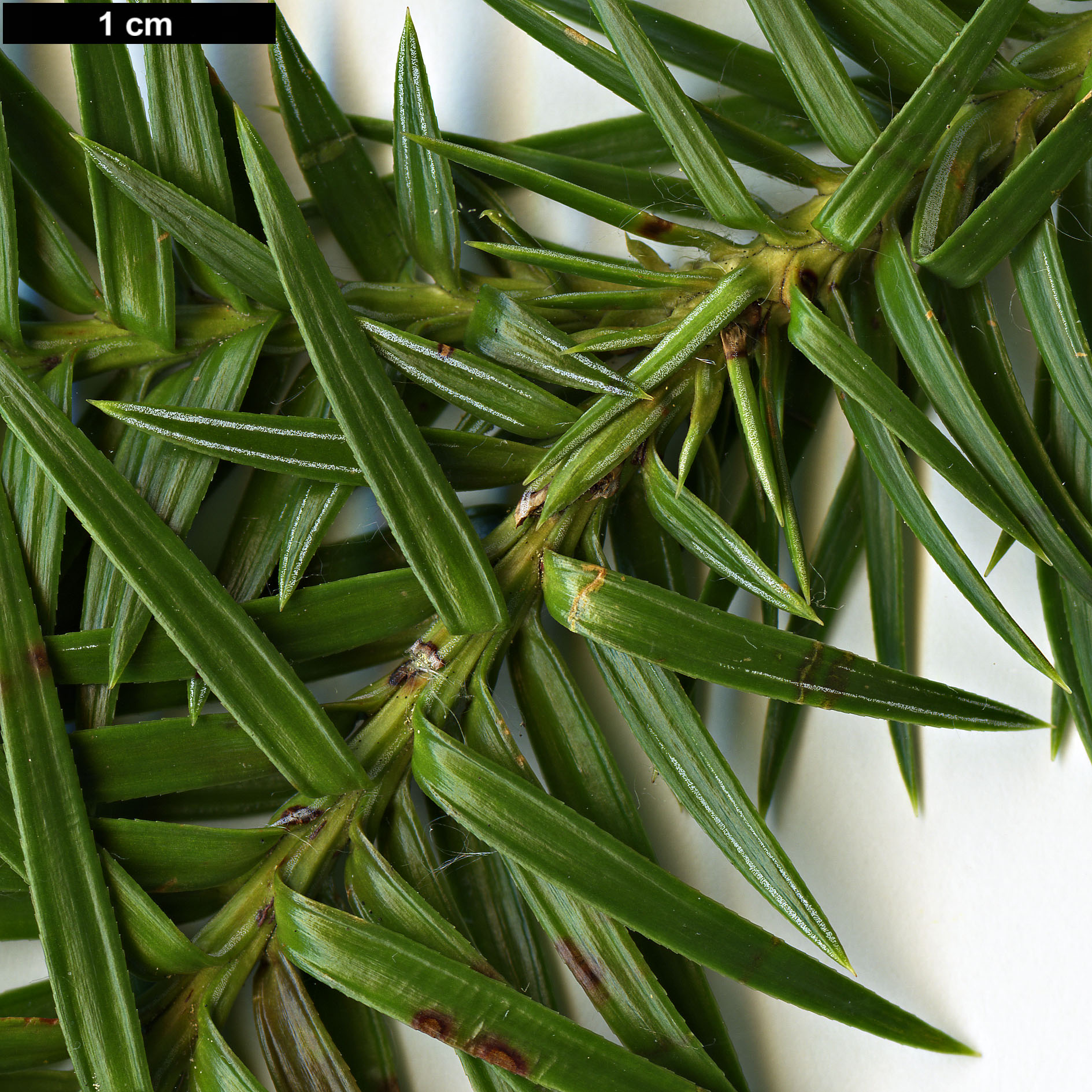 High resolution image: Family: Cupressaceae - Genus: Cunninghamia - Taxon: konishii