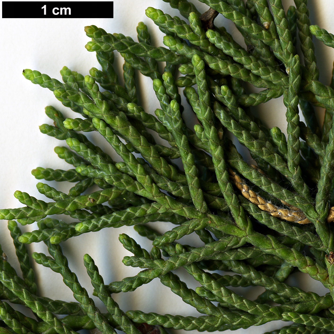 High resolution image: Family: Cupressaceae - Genus: Cupressus - Taxon: bakeri