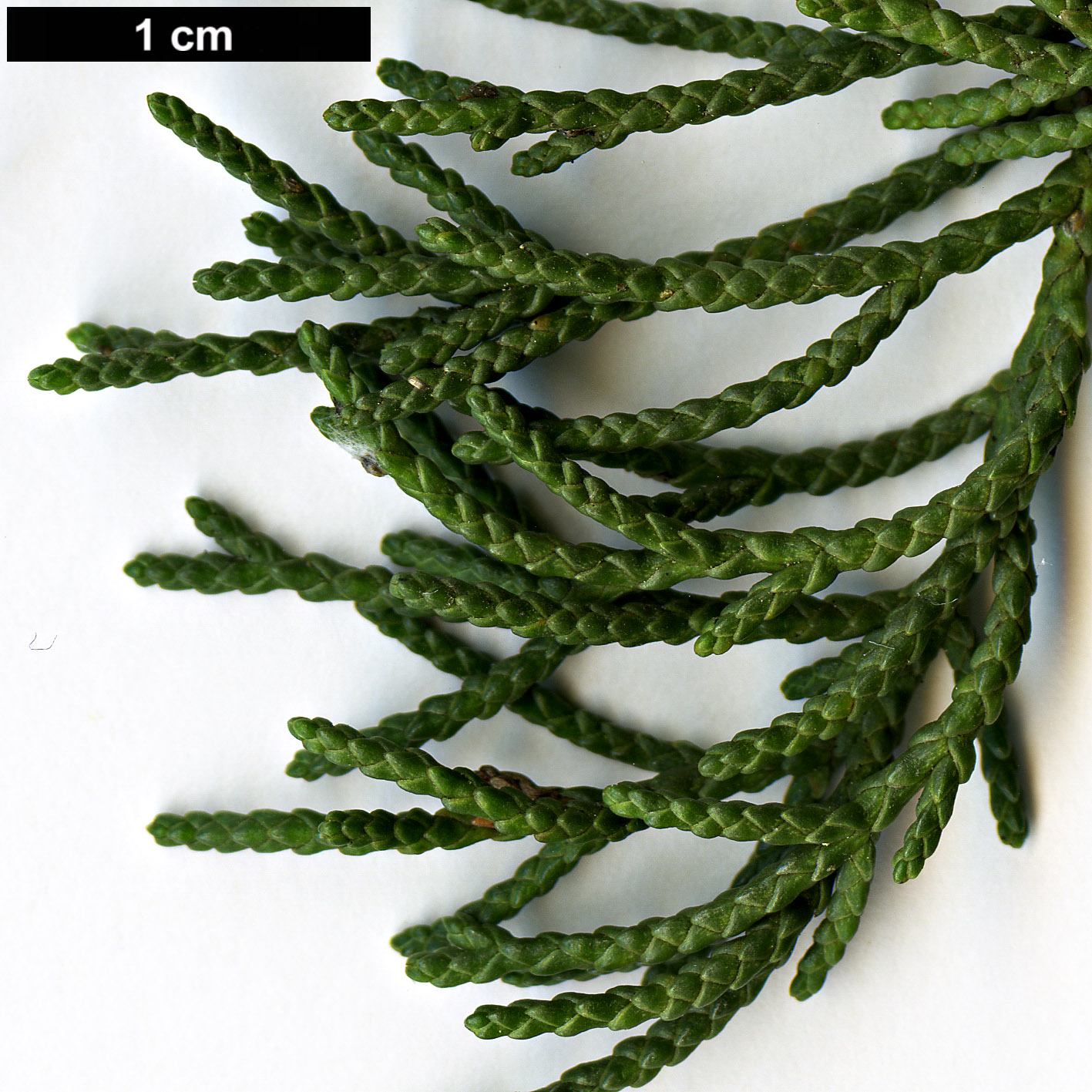 High resolution image: Family: Cupressaceae - Genus: Cupressus - Taxon: bakeri