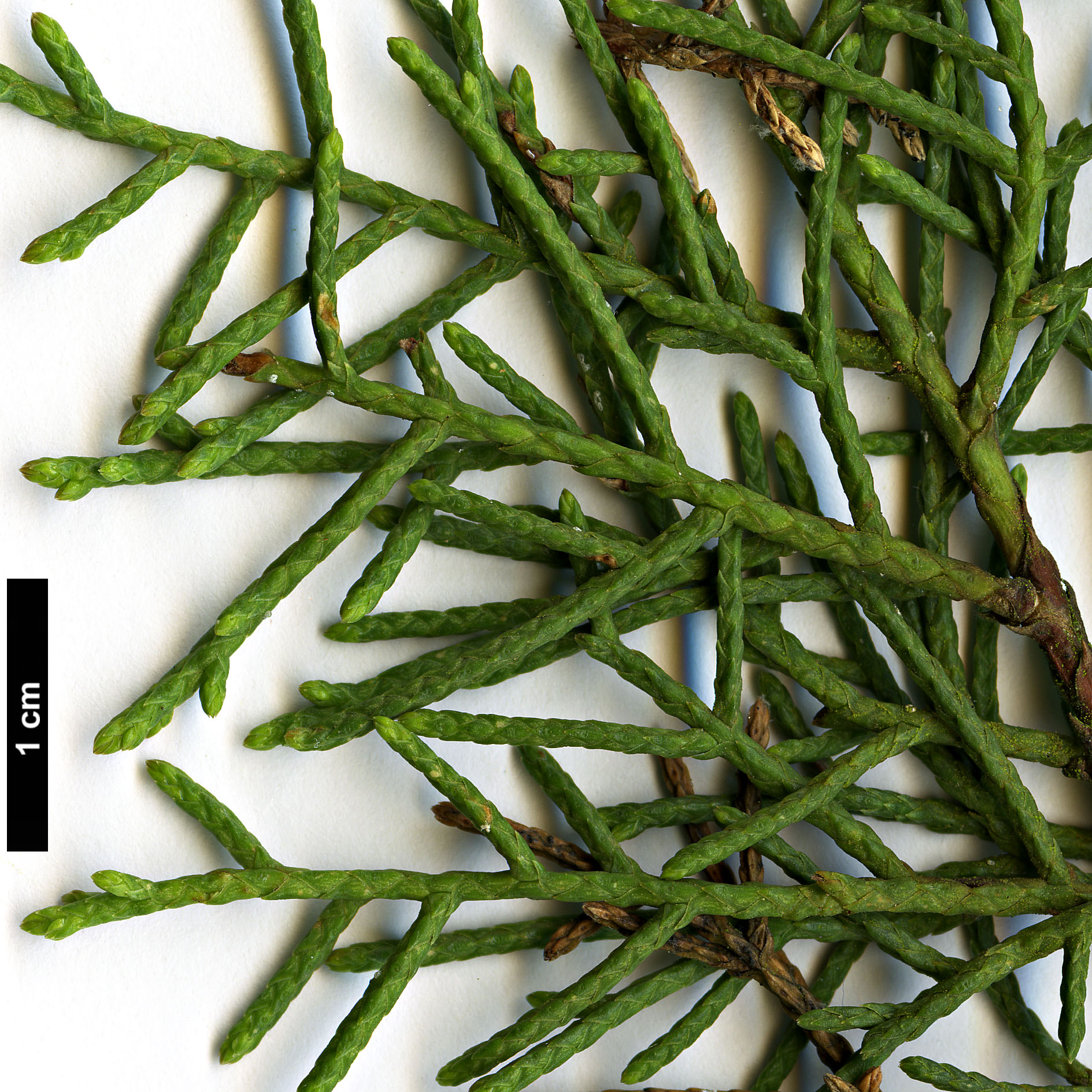 High resolution image: Family: Cupressaceae - Genus: Cupressus - Taxon: bakeri