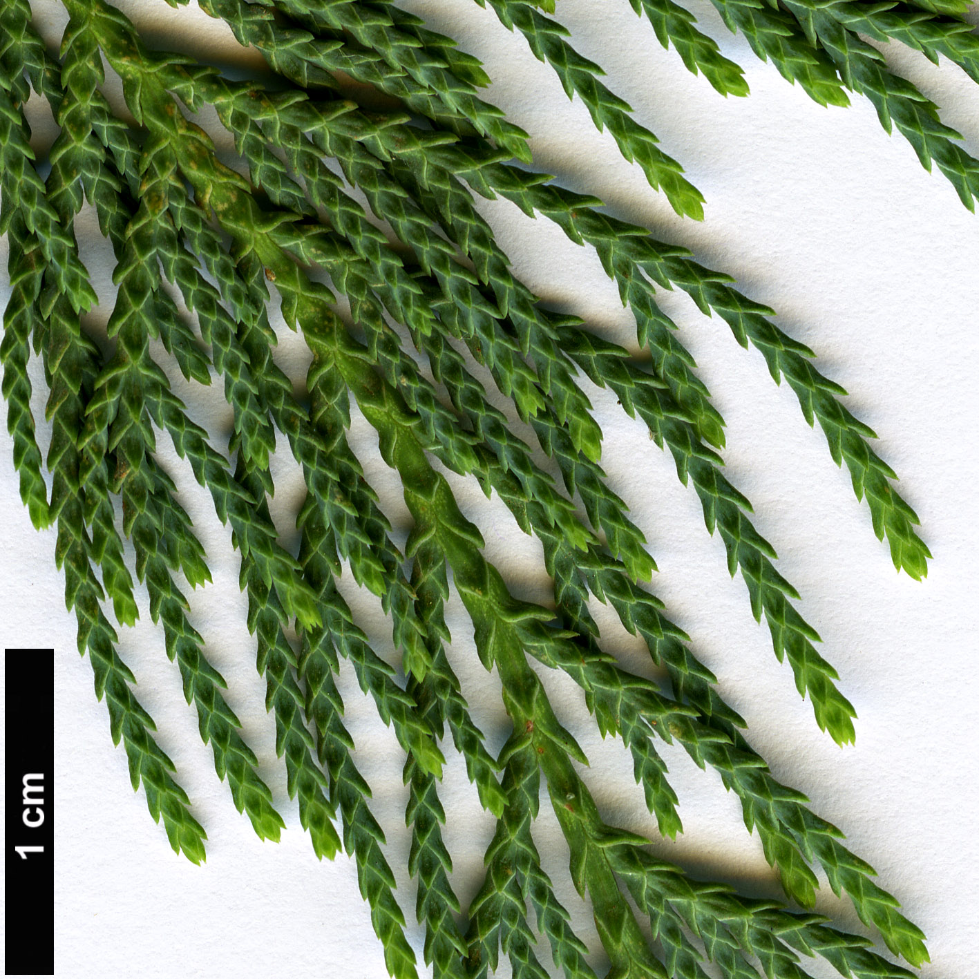 High resolution image: Family: Cupressaceae - Genus: Cupressus - Taxon: cashmeriana