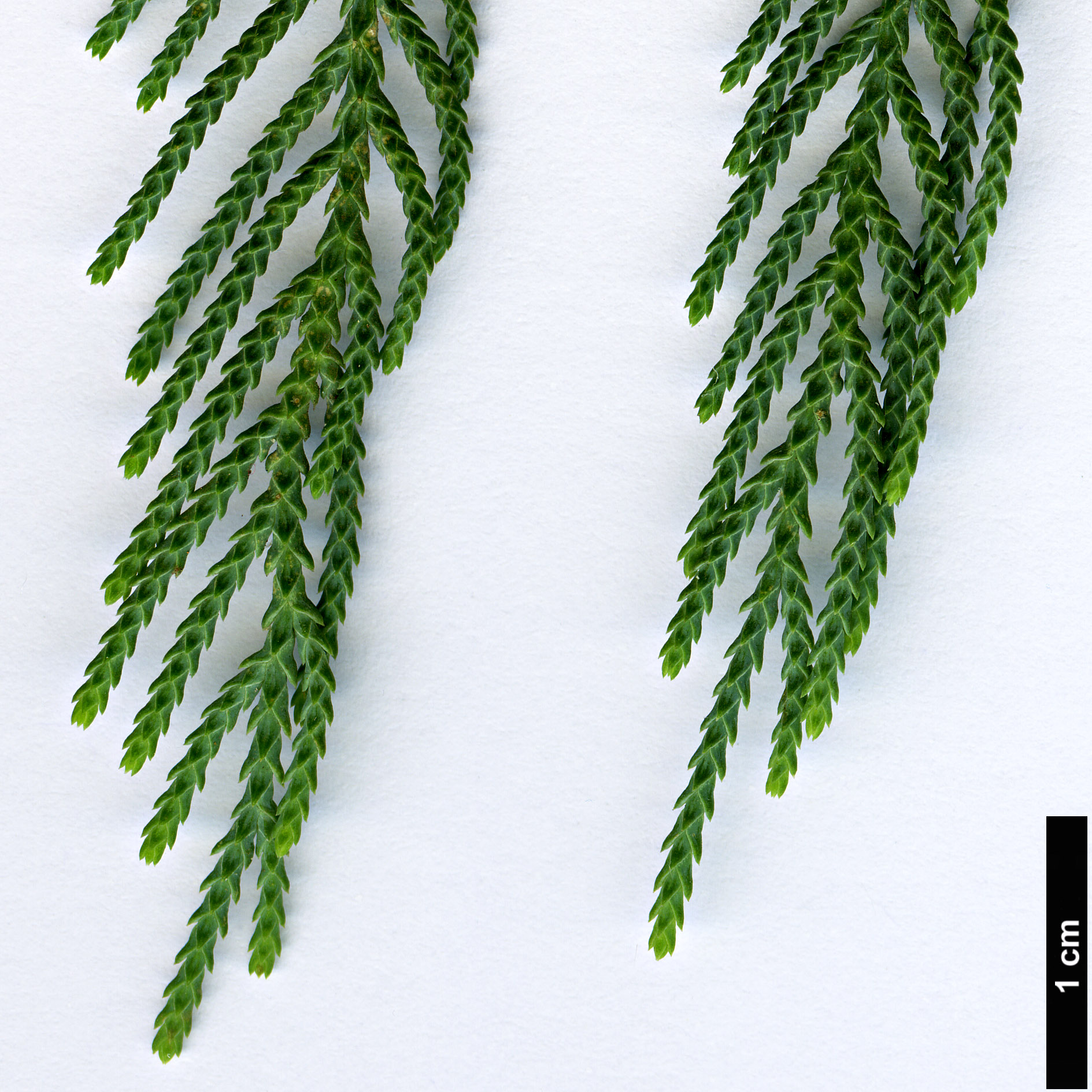 High resolution image: Family: Cupressaceae - Genus: Cupressus - Taxon: cashmeriana