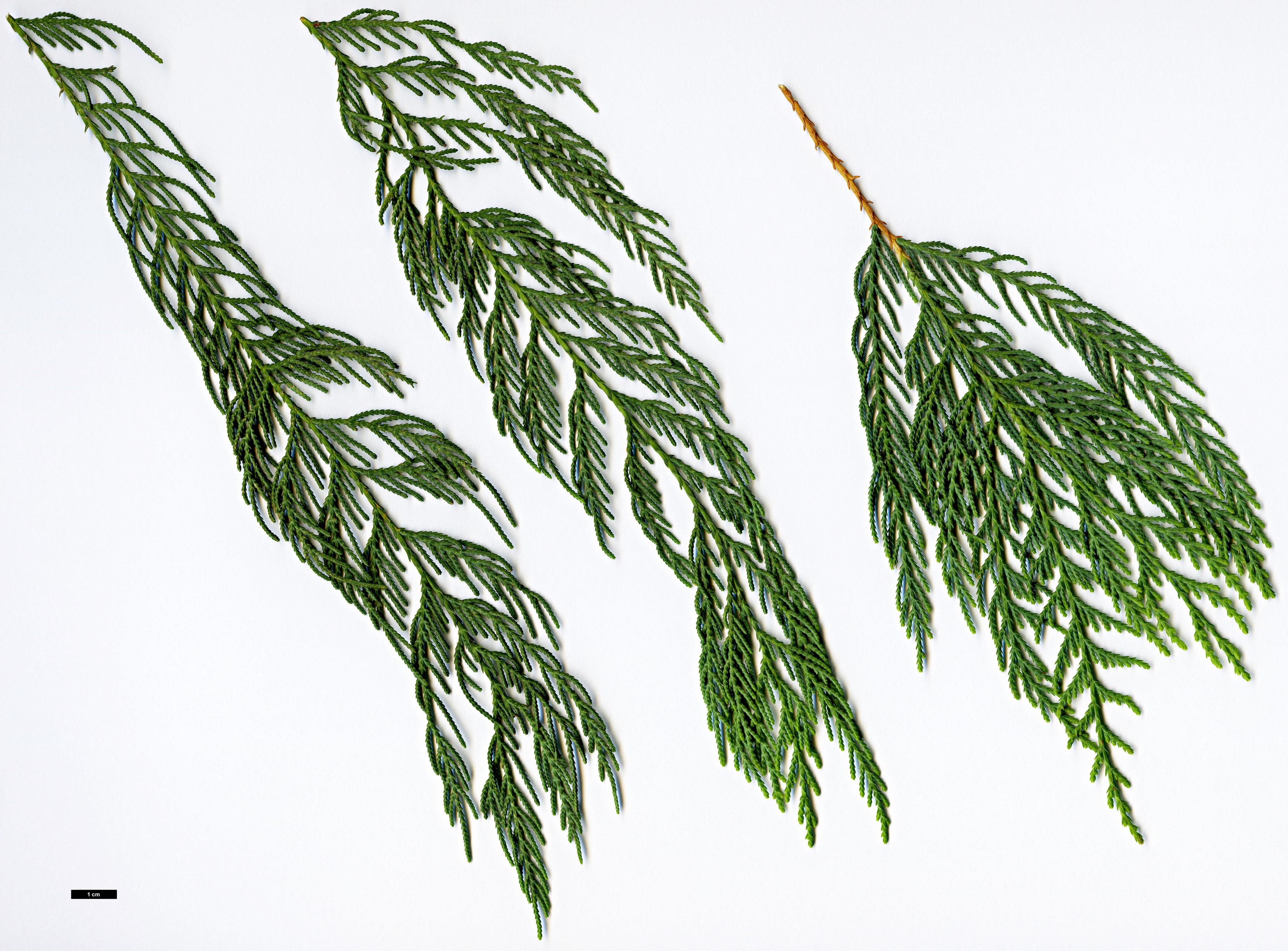 High resolution image: Family: Cupressaceae - Genus: Cupressus - Taxon: cashmeriana