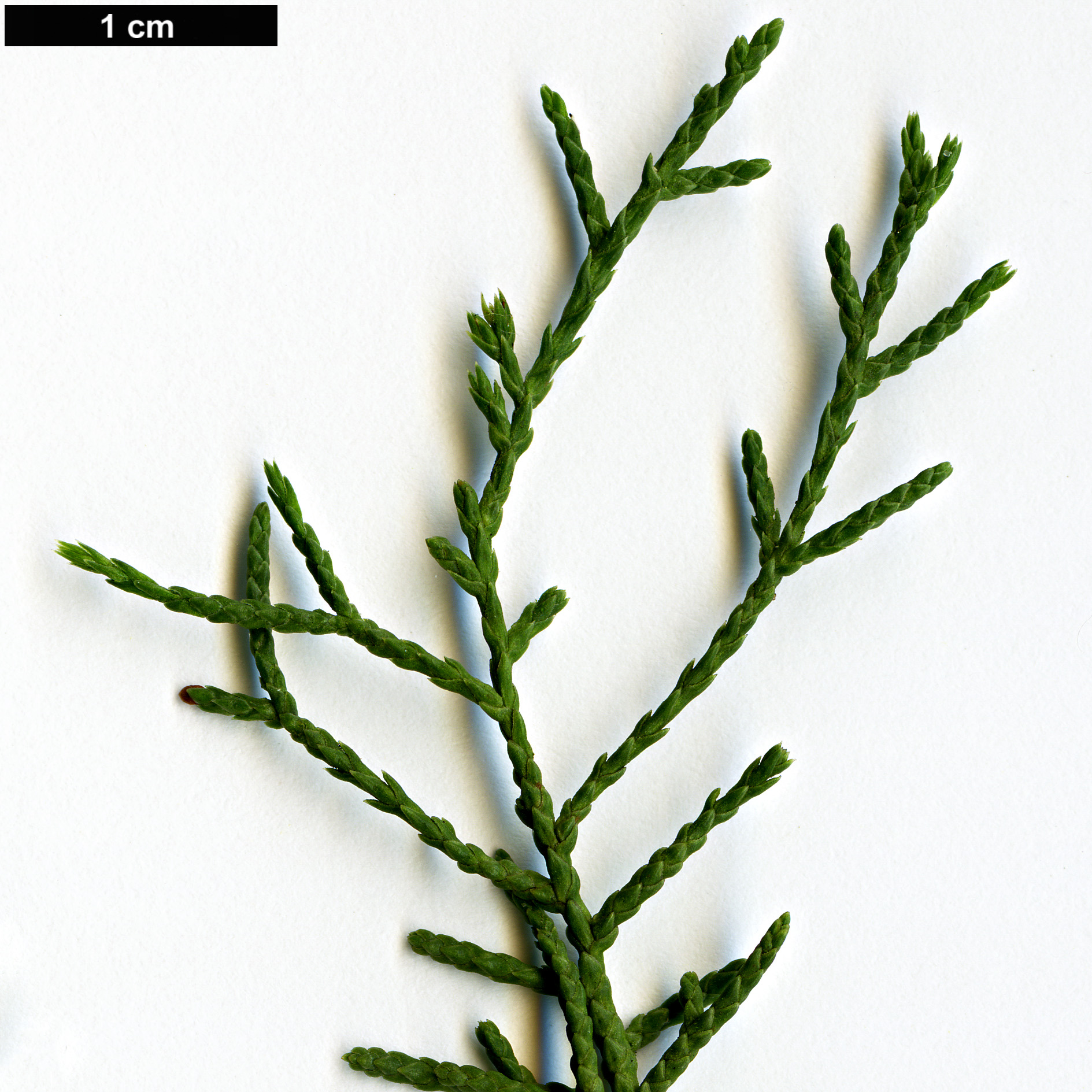 High resolution image: Family: Cupressaceae - Genus: Cupressus - Taxon: forbesii