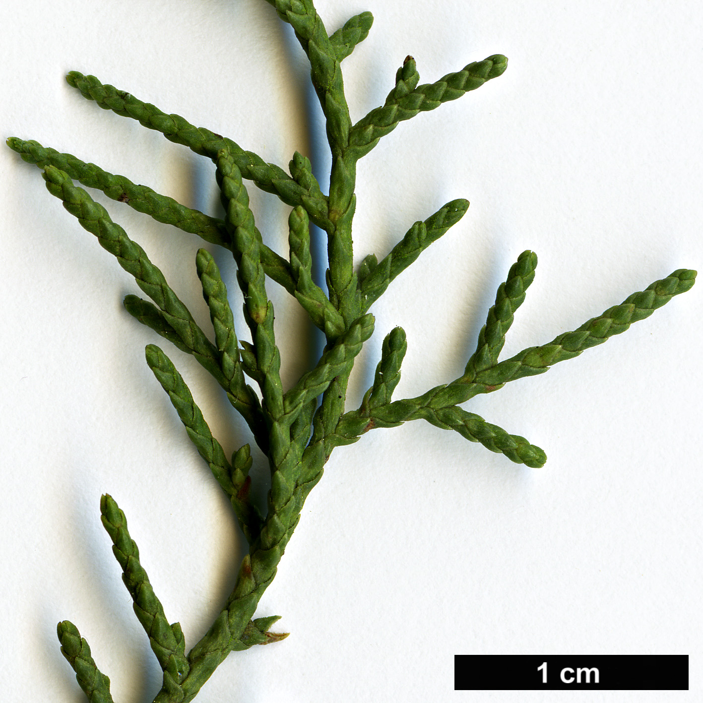 High resolution image: Family: Cupressaceae - Genus: Cupressus - Taxon: forbesii