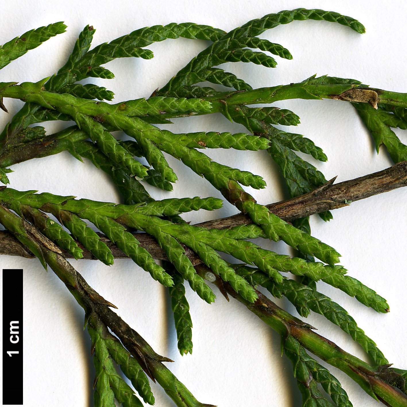 High resolution image: Family: Cupressaceae - Genus: Cupressus - Taxon: funebris