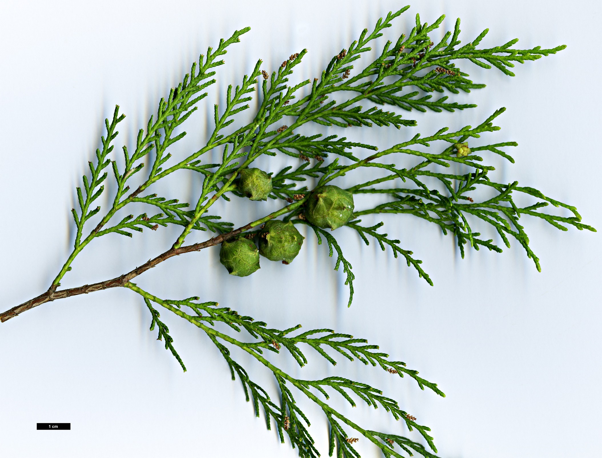 High resolution image: Family: Cupressaceae - Genus: Cupressus - Taxon: funebris