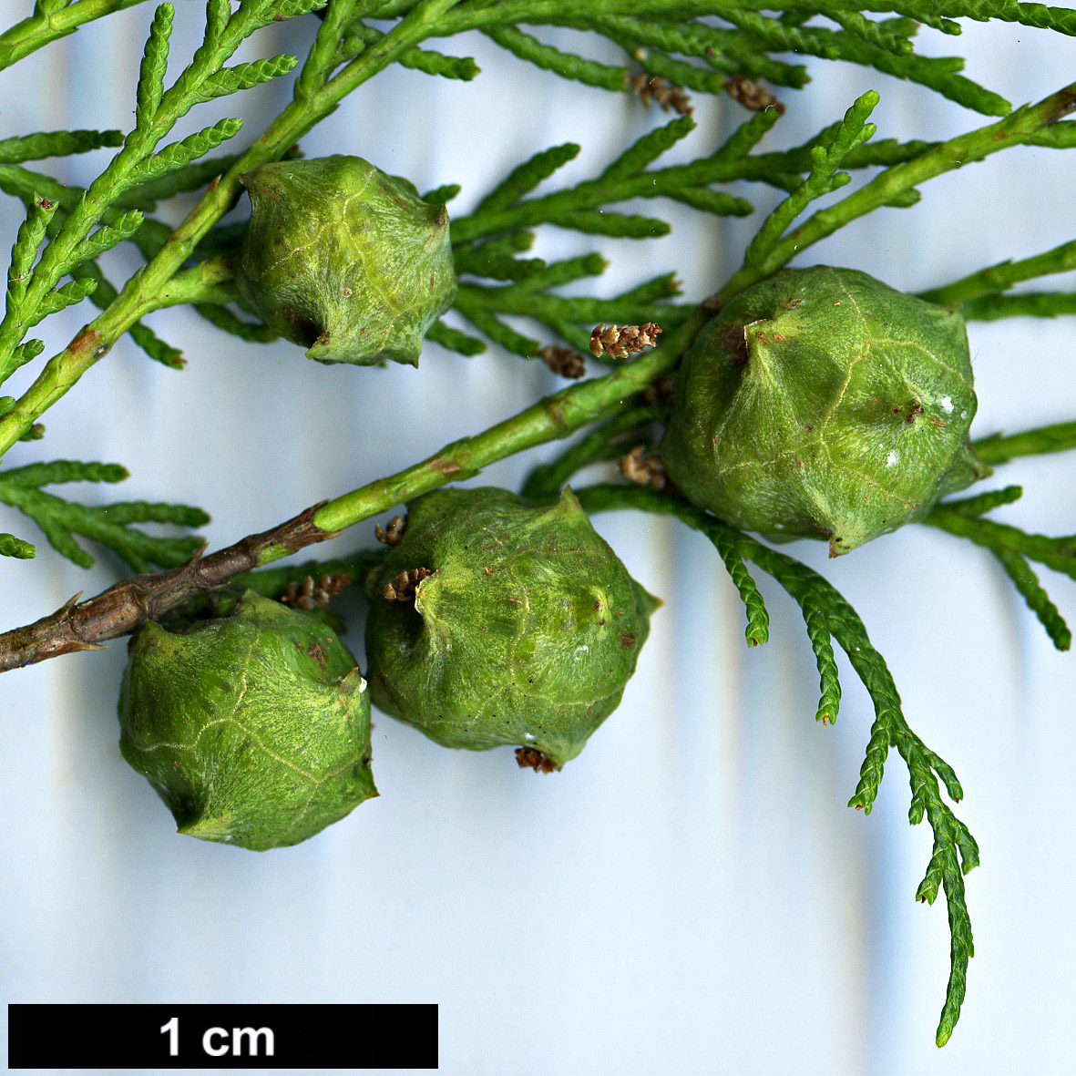 High resolution image: Family: Cupressaceae - Genus: Cupressus - Taxon: funebris