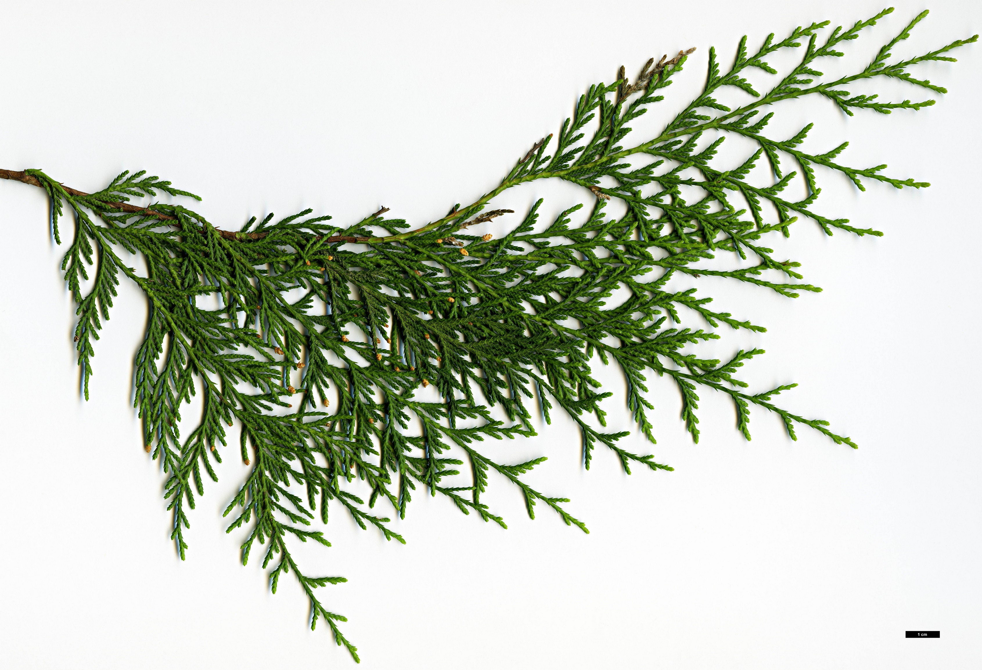 High resolution image: Family: Cupressaceae - Genus: Cupressus - Taxon: funebris