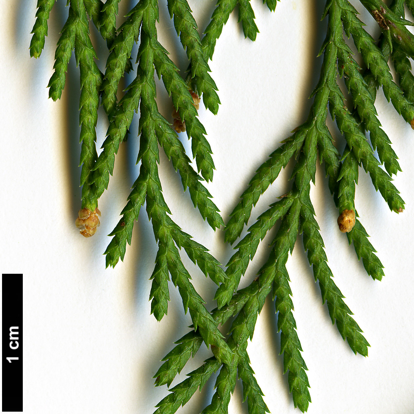 High resolution image: Family: Cupressaceae - Genus: Cupressus - Taxon: funebris