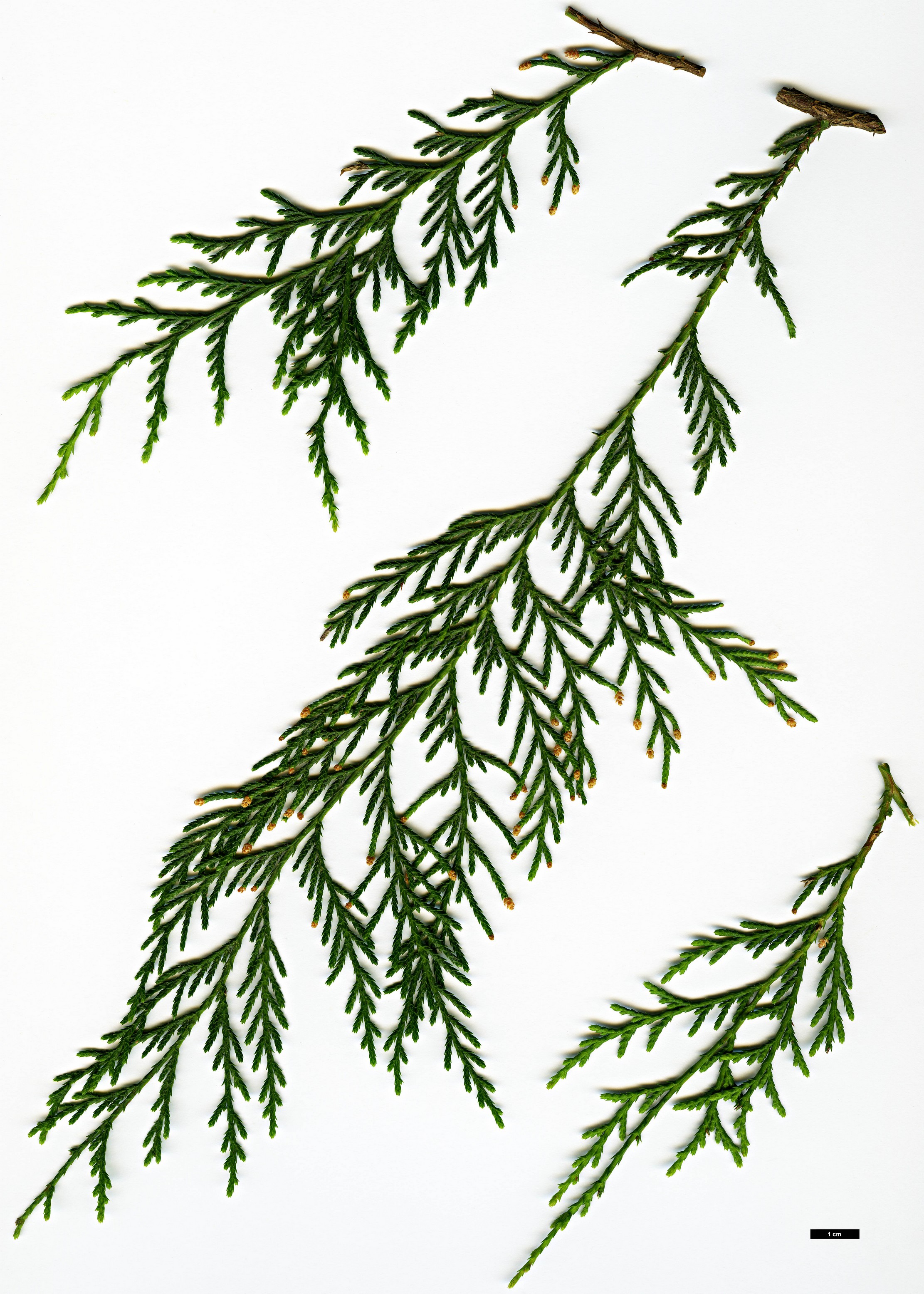 High resolution image: Family: Cupressaceae - Genus: Cupressus - Taxon: funebris