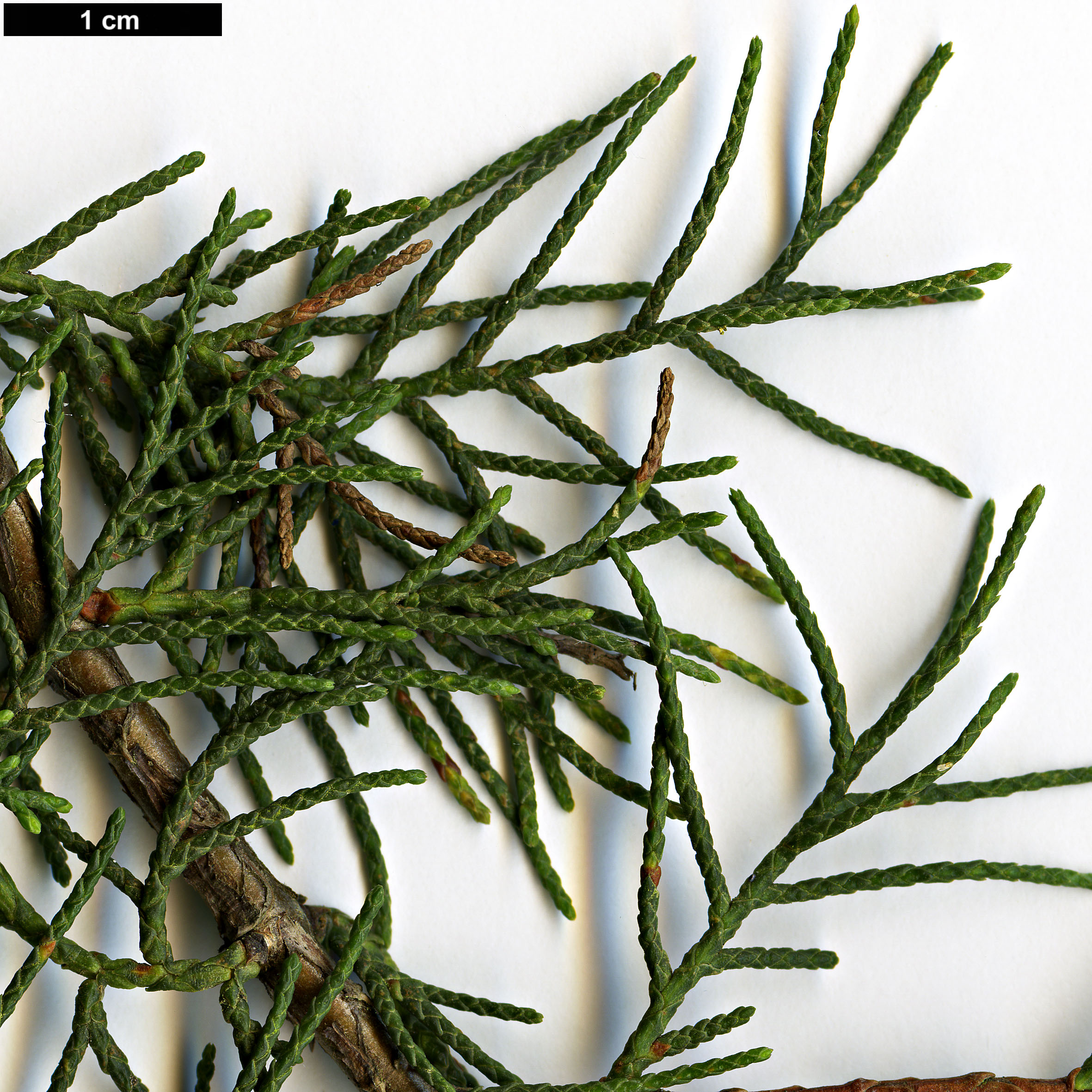 High resolution image: Family: Cupressaceae - Genus: Cupressus - Taxon: guadalupensis