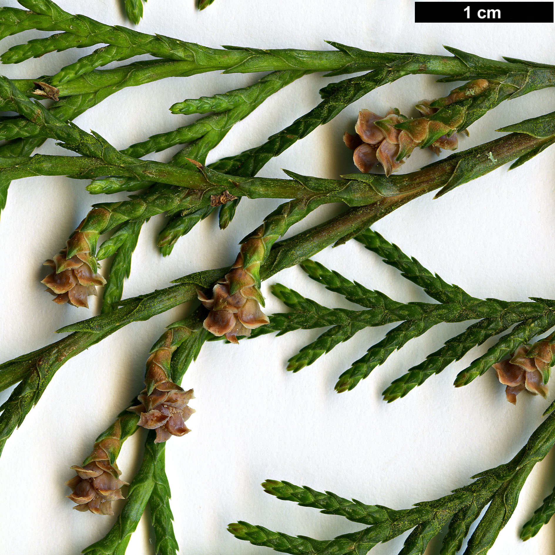 High resolution image: Family: Cupressaceae - Genus: Cupressus - Taxon: lusitanica