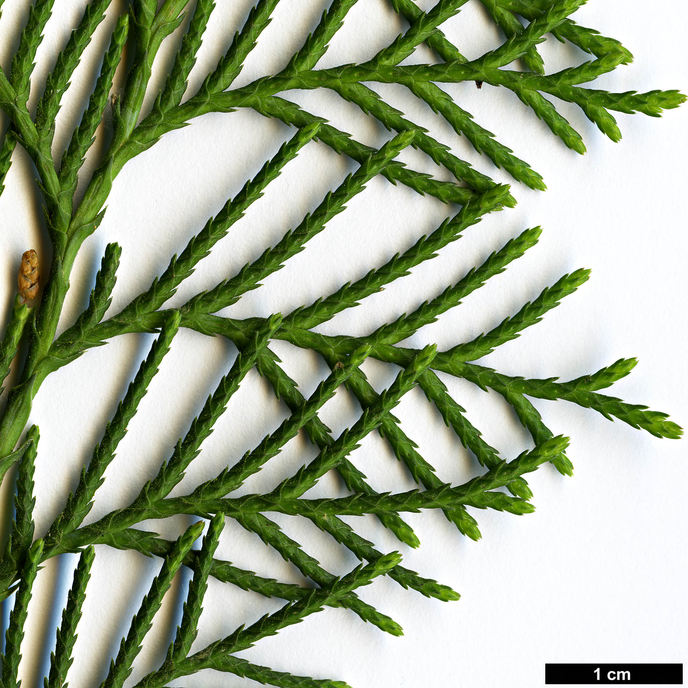 High resolution image: Family: Cupressaceae - Genus: Cupressus - Taxon: lusitanica