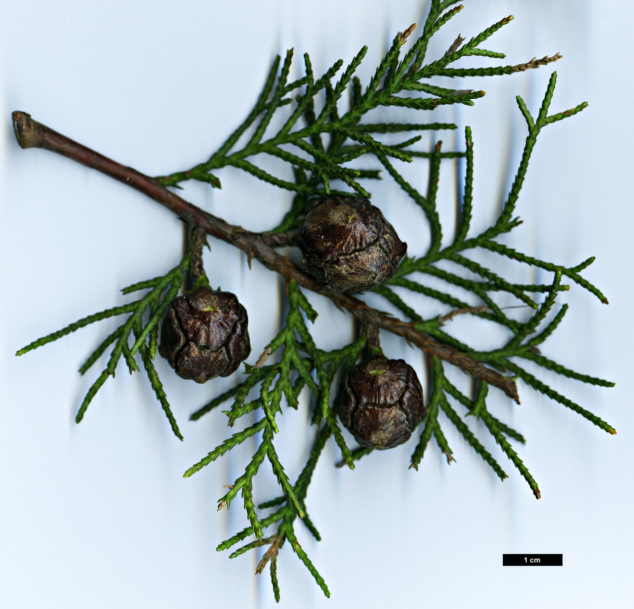 High resolution image: Family: Cupressaceae - Genus: Cupressus - Taxon: lusitanica