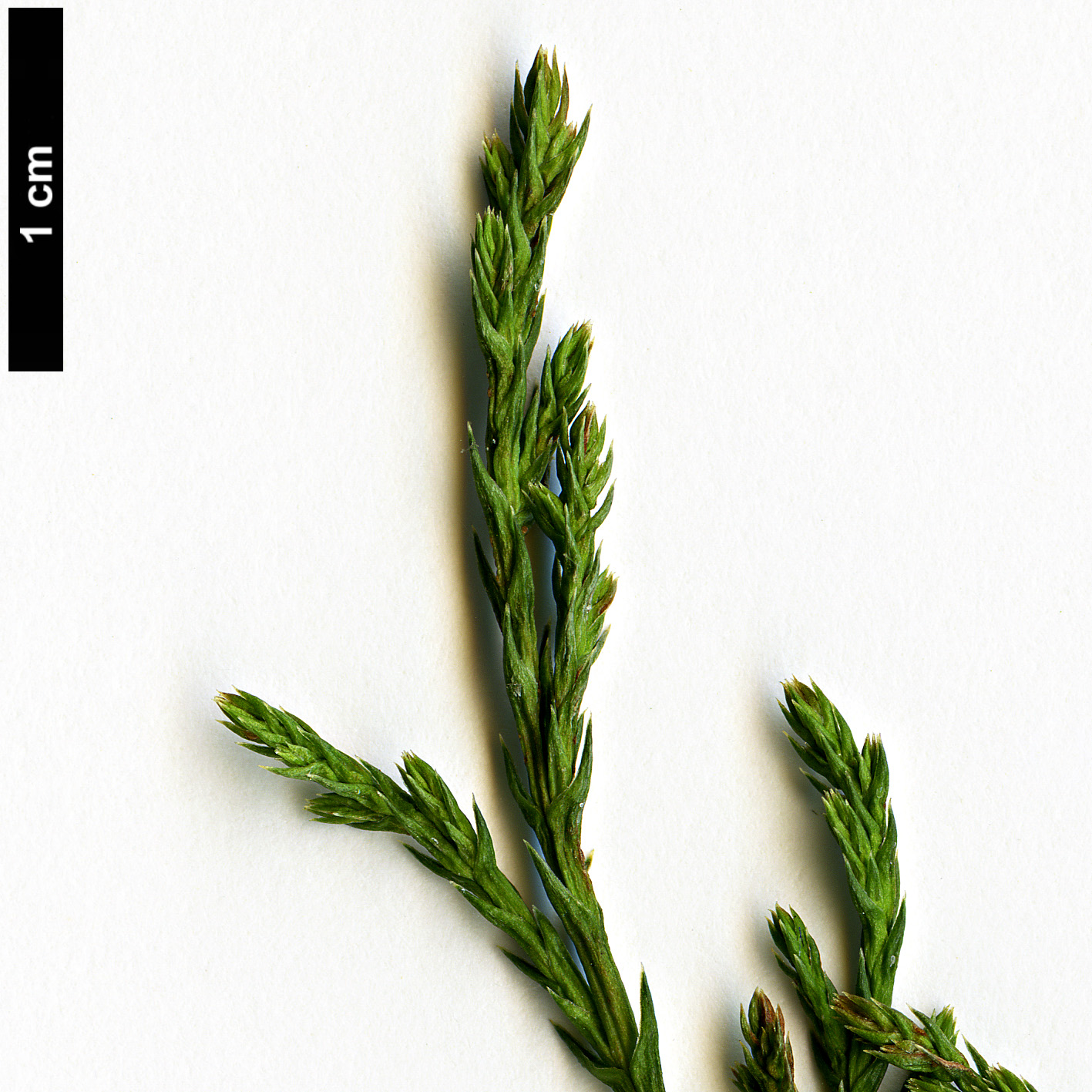 High resolution image: Family: Cupressaceae - Genus: Cupressus - Taxon: lusitanica