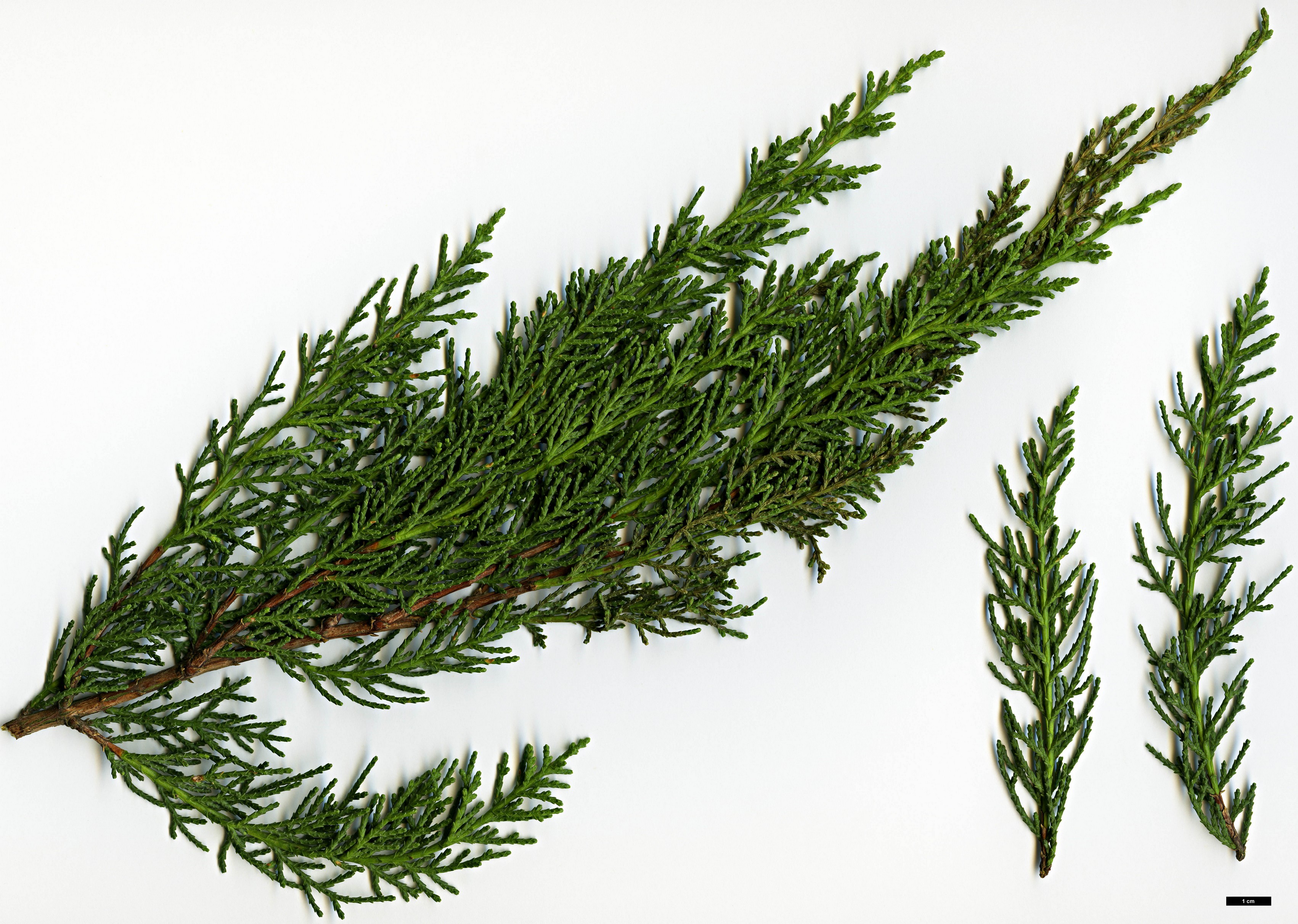 High resolution image: Family: Cupressaceae - Genus: Cupressus - Taxon: macrocarpa