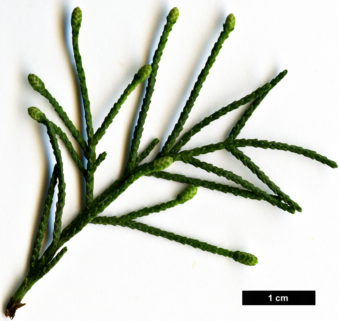 High resolution image: Family: Cupressaceae - Genus: Cupressus - Taxon: sempervirens